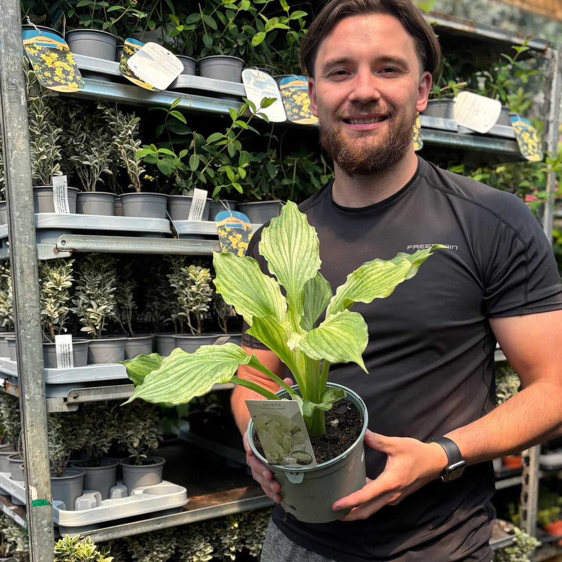 Hosta White Feather shade plant foliage