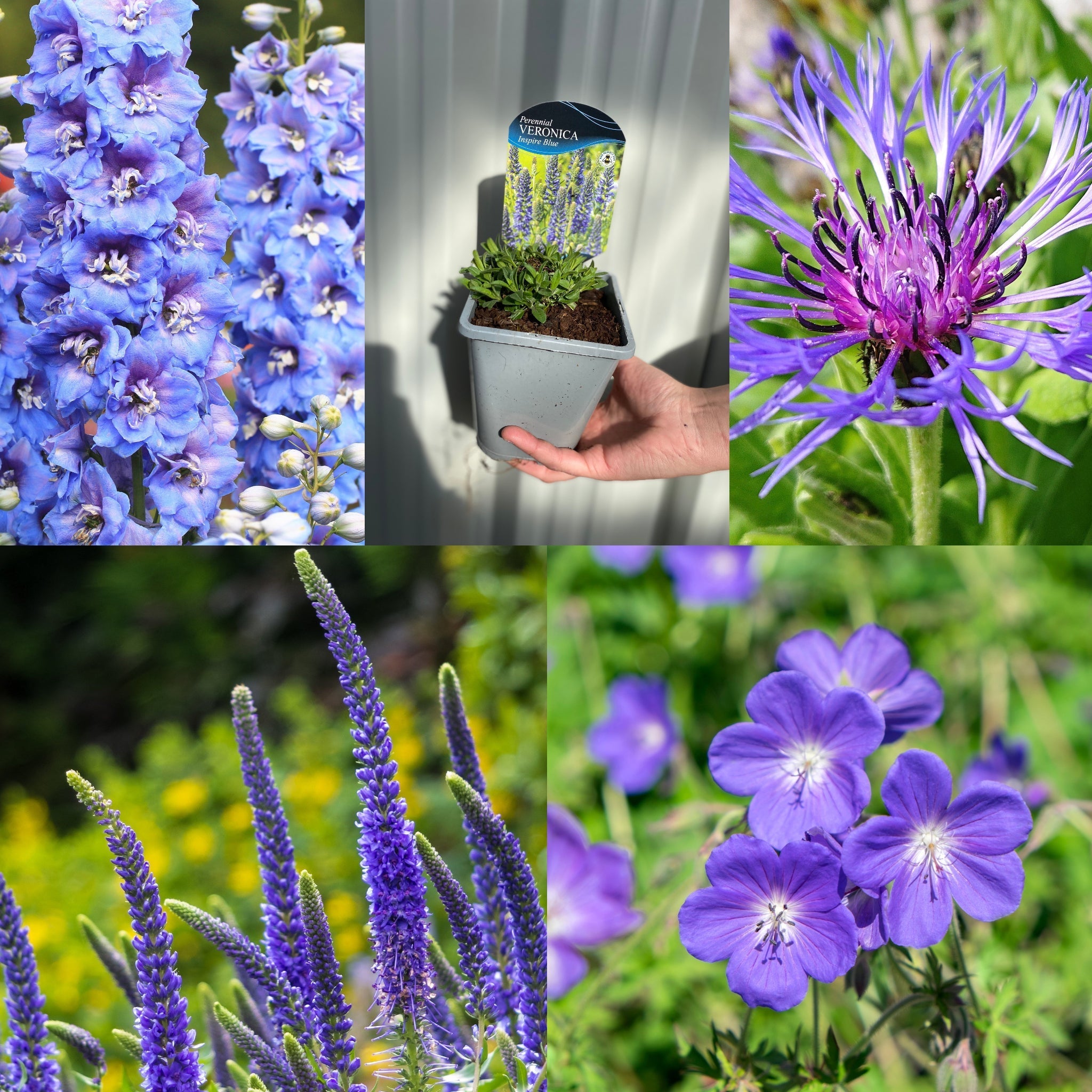 Mix of 5 Blue Perennials cottage garden plants