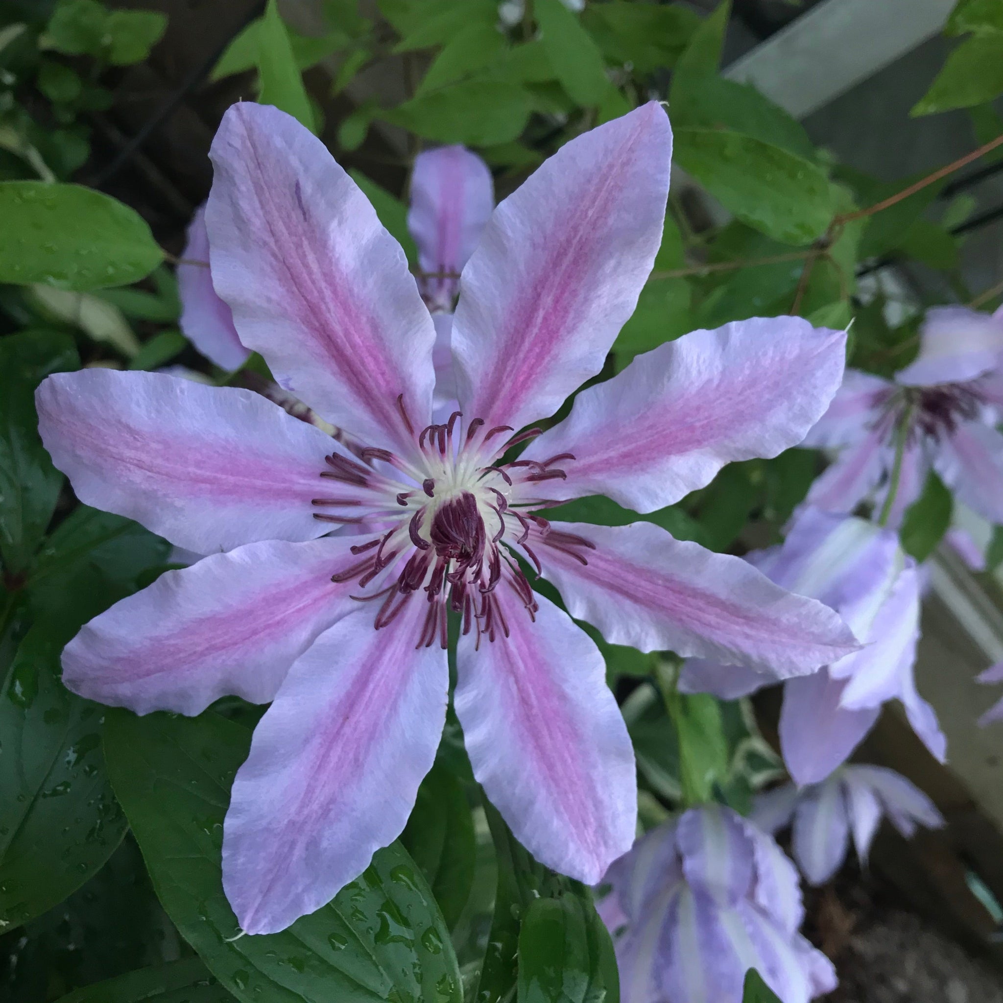 Clematis Nelly Moser pink striped flowers