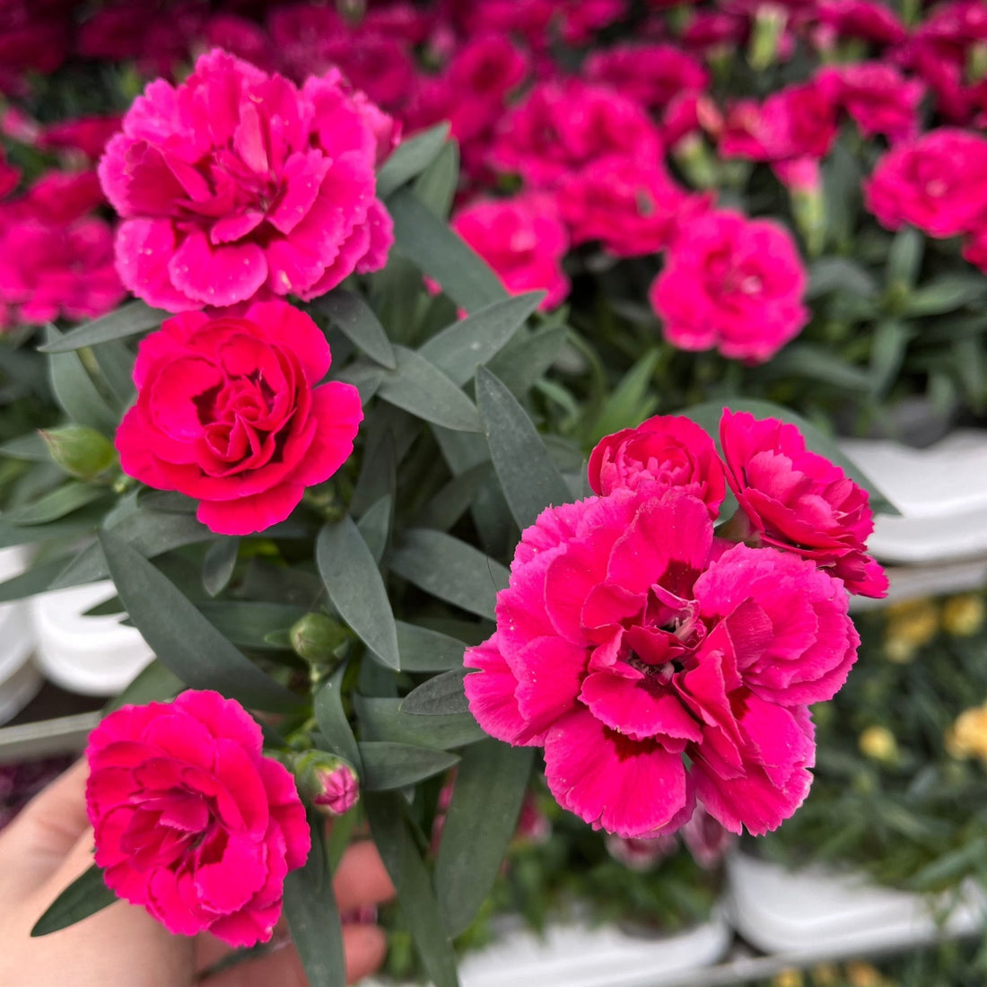 Dianthus Fuchsia Pink cottage garden flowers