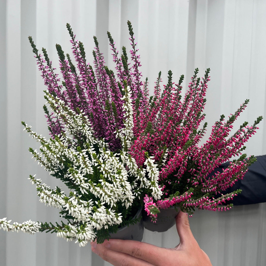 Mix of 3 Calluna Heather ground cover plants
