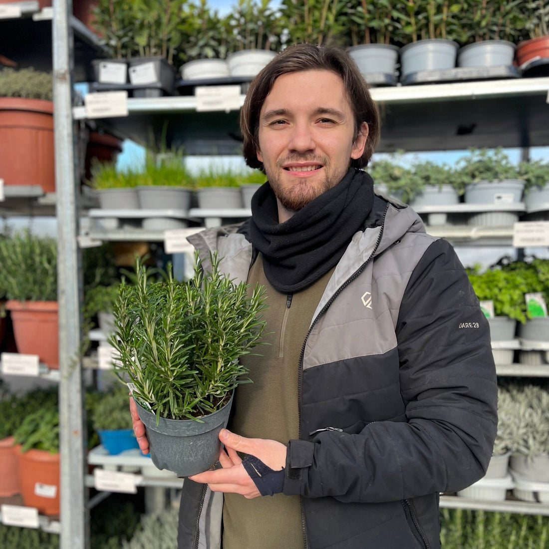 Rosemary officinalis fresh herb plant
