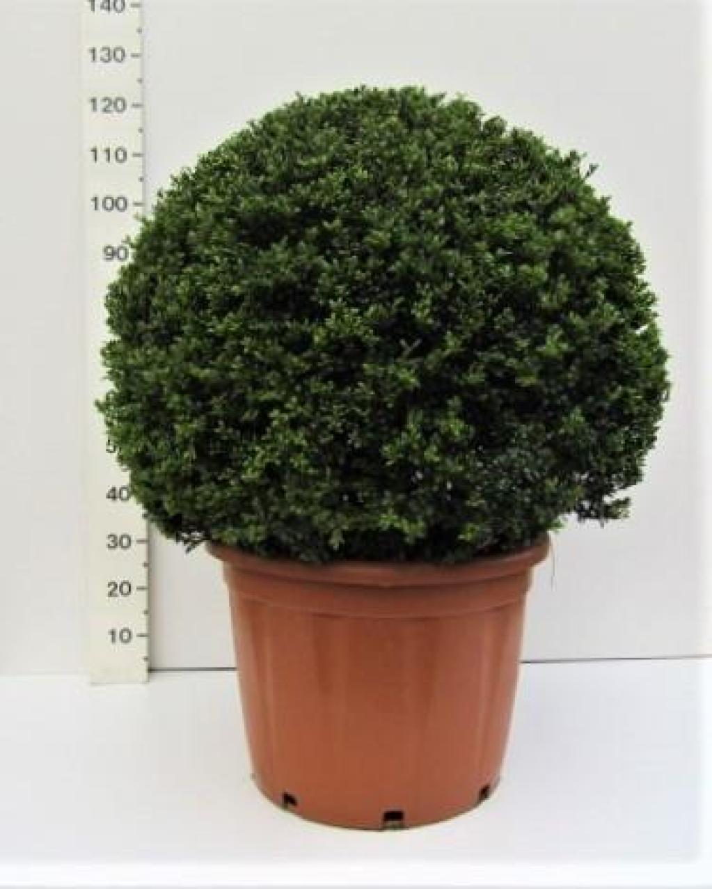 Ilex Crenata Convexa Ball topiary evergreen 1.2m