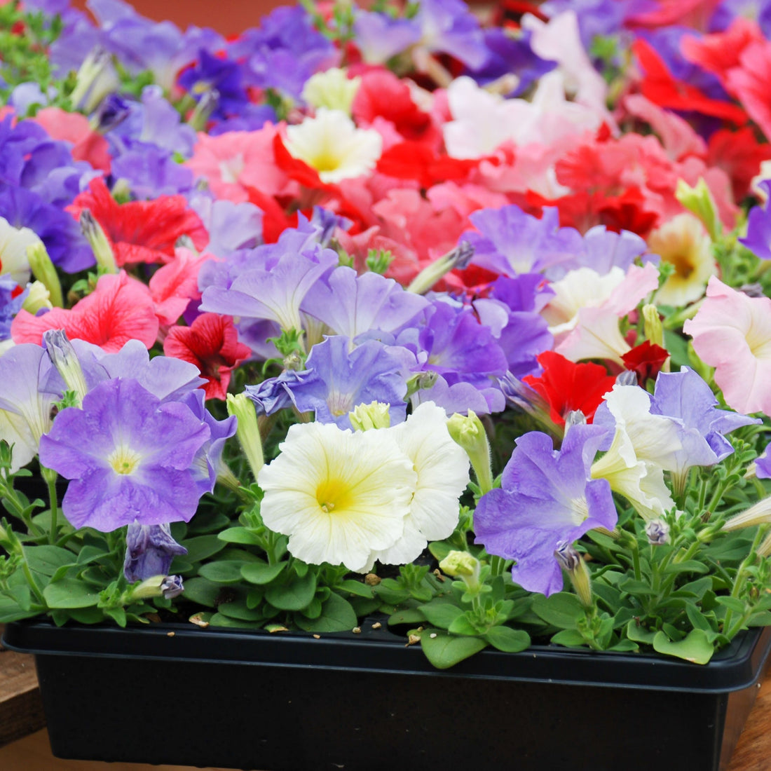 Petunia tray bedding plants summer flowers
