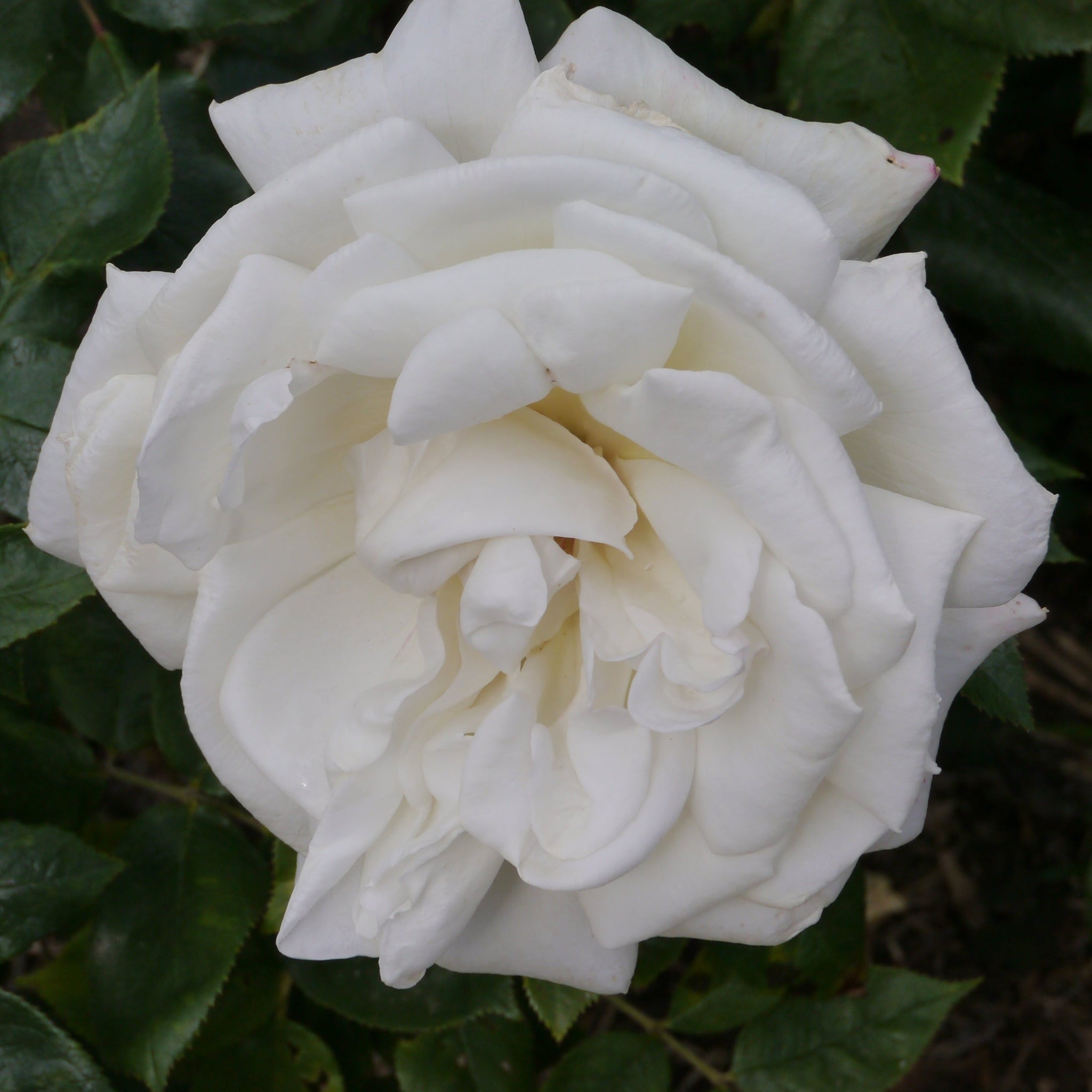 Silver Wedding Hybrid Tea Rose white blooms