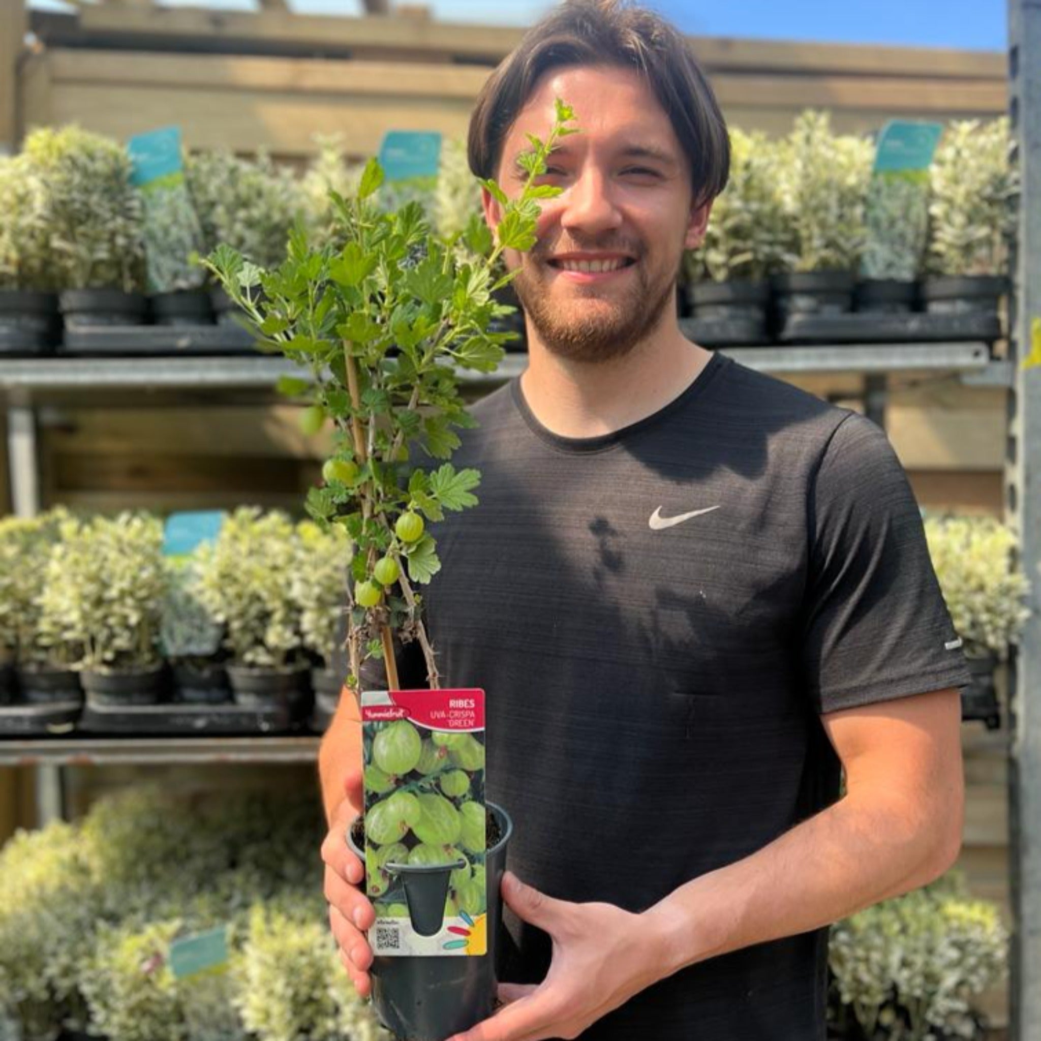 Gooseberry Ribes uva Crispa Green fruit bush