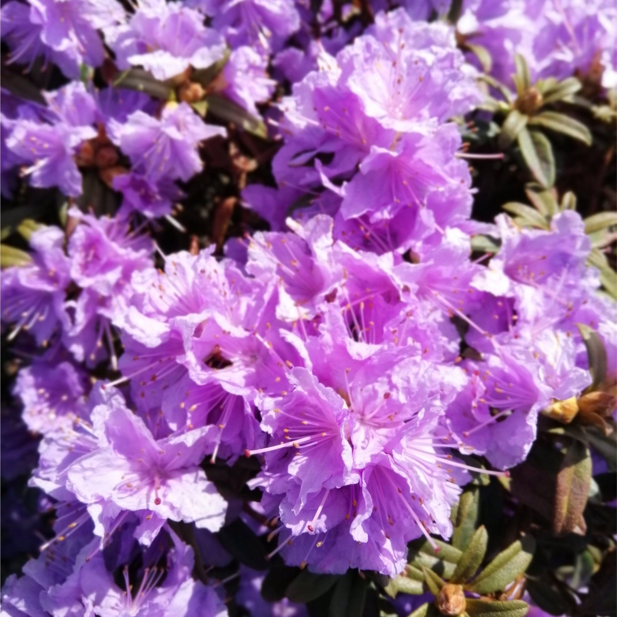 Rhododendron Azurika spring flowering shrub