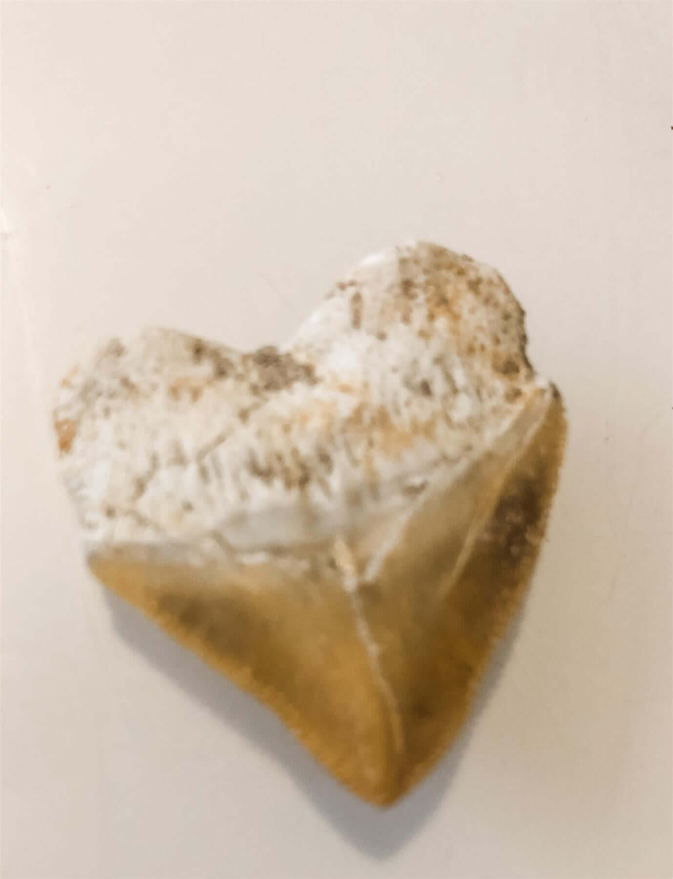 Fossilised Squalicorax Sharks Teeth Curious Minds