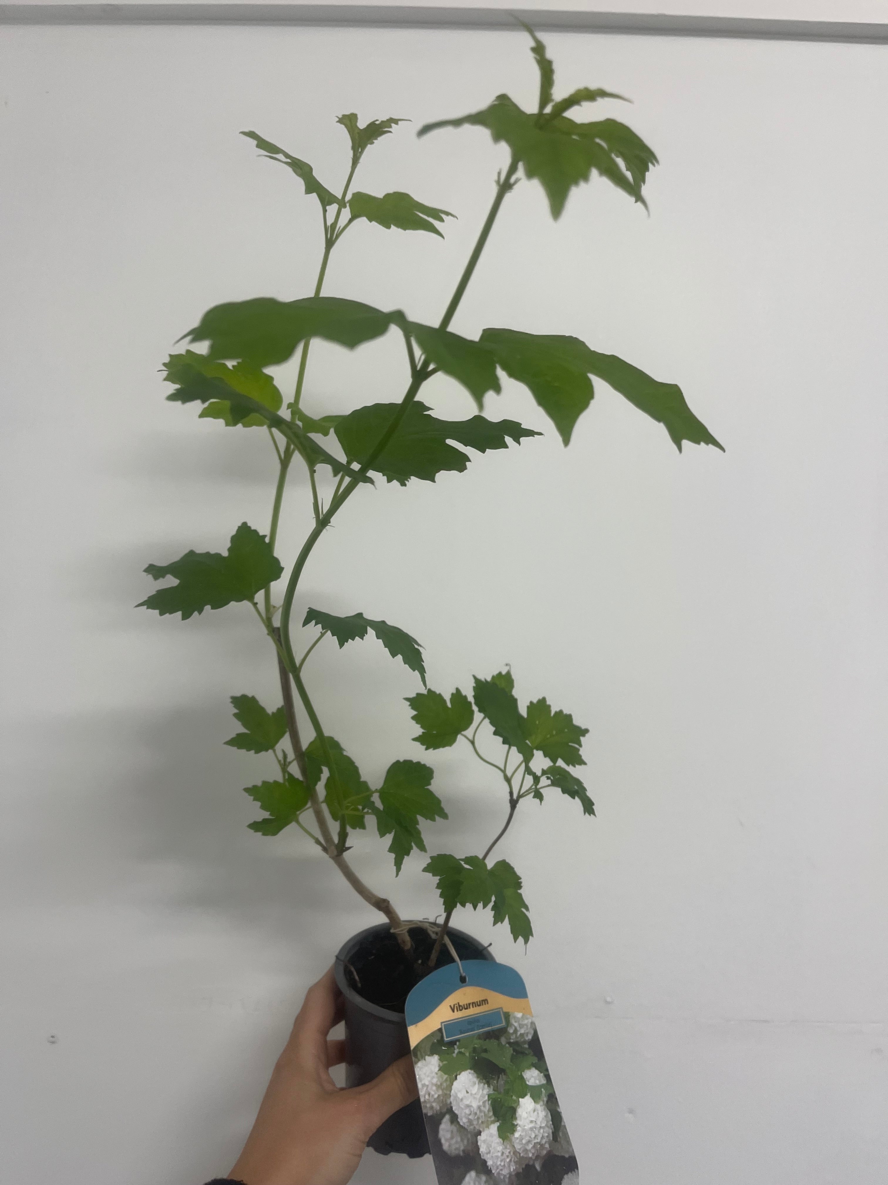 Viburnum opulus 'Roseum' (Snowball) 9cm / 2L / 5L One Click Plants