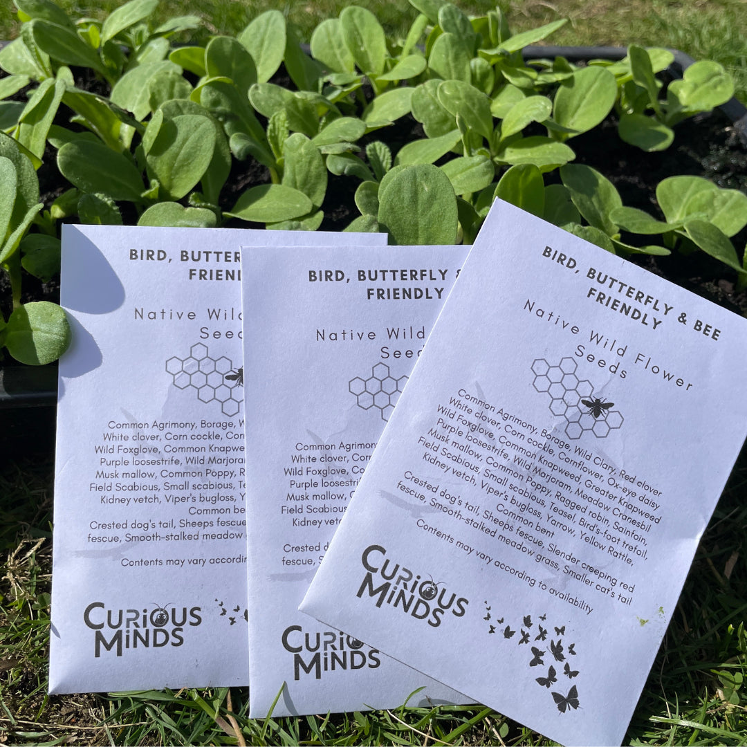 Pack of Bee Friendly Wild Flower Seeds Curious Minds