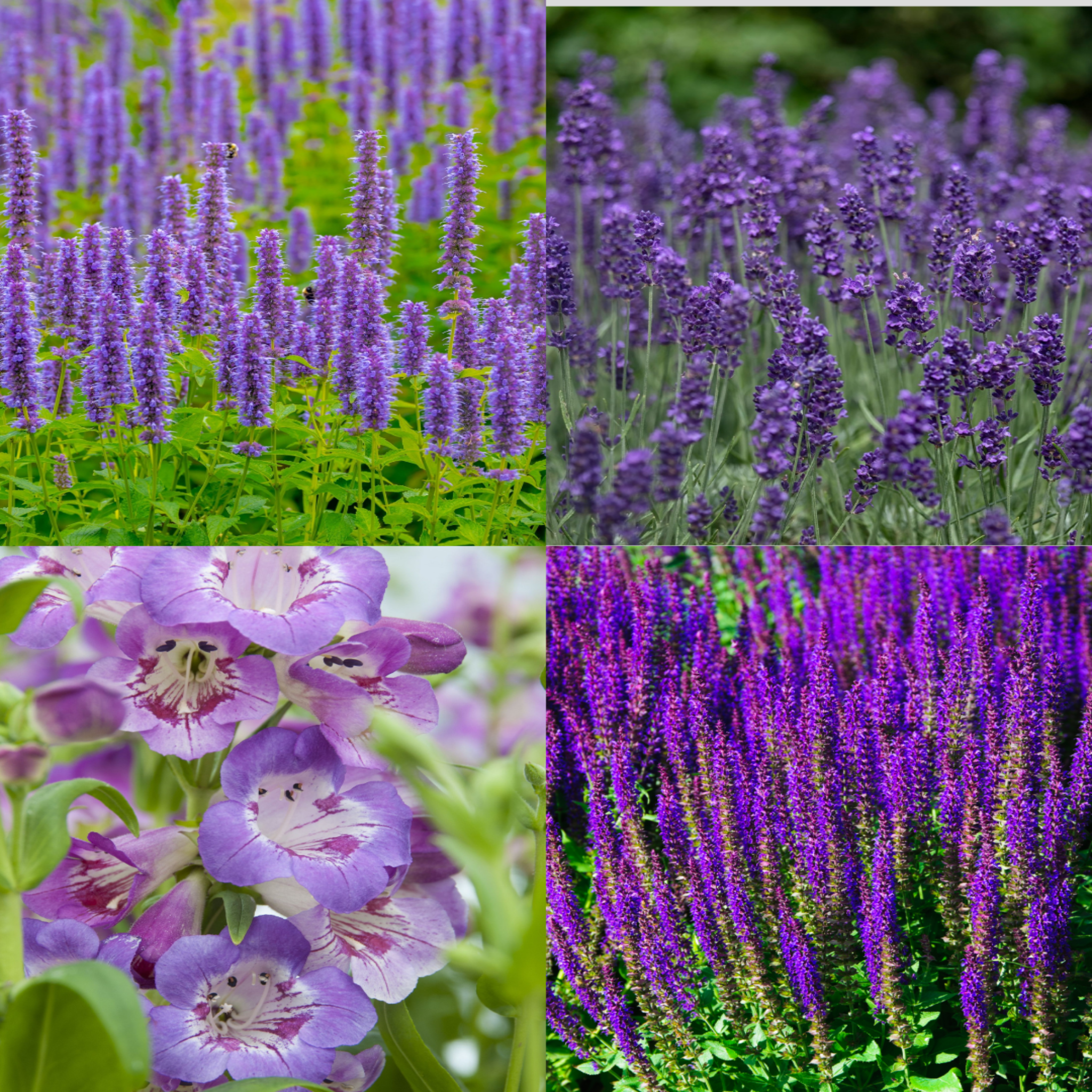 4 x Purple Flowering Perennials – 9cm Pots One Click Plants