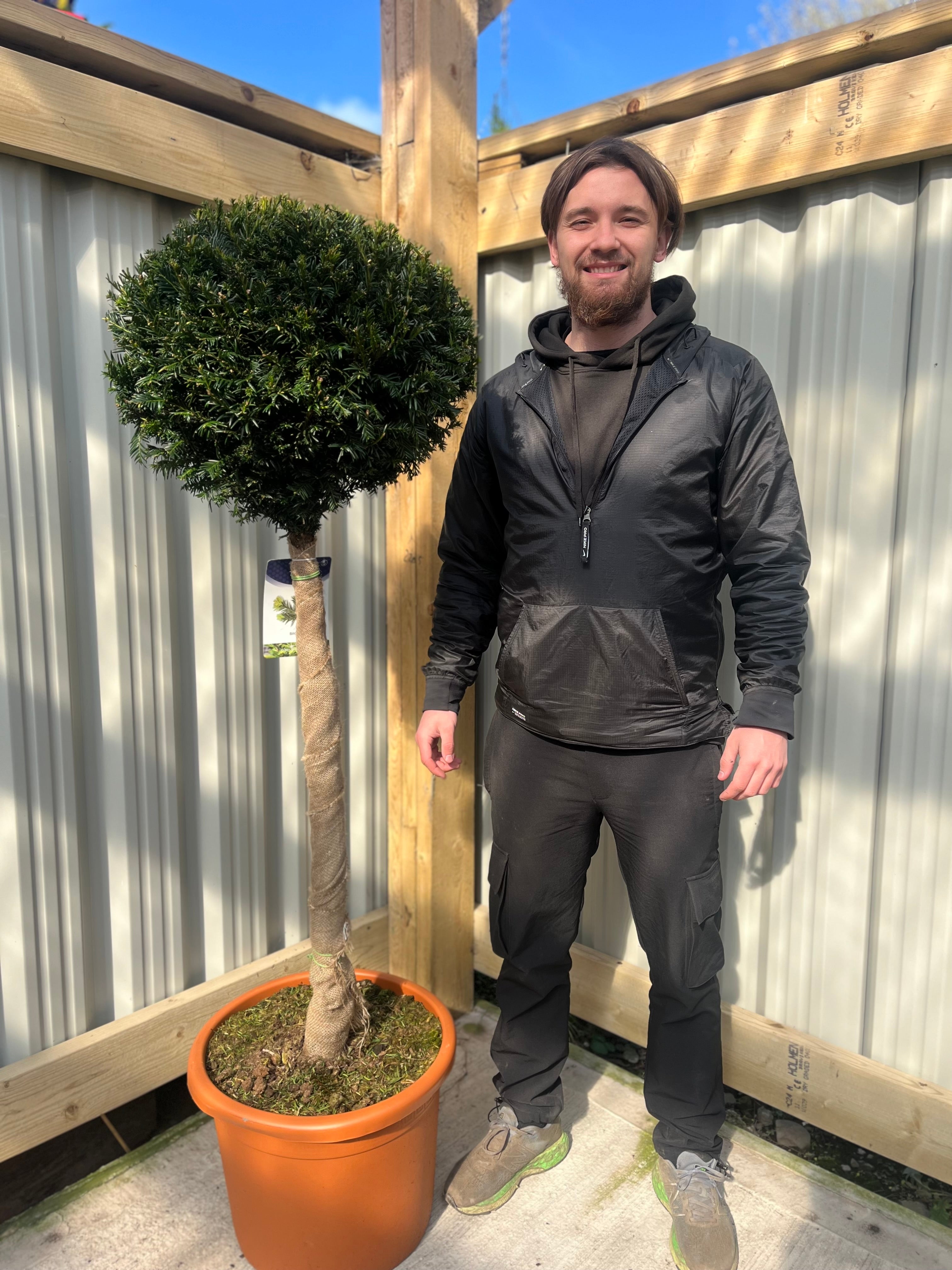Yew Ball on Stem - Taxus Baccata 45L 170-180cm (STEM 80cm) One Click Plants