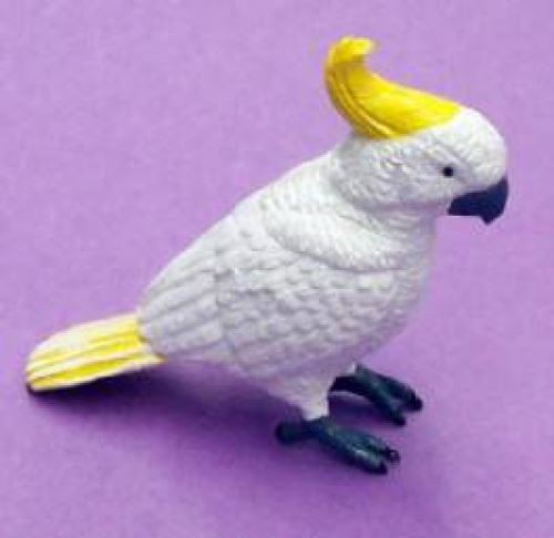 Sulphur Crested Cockatoo Curious Minds