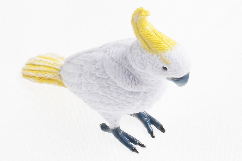 Sulphur Crested Cockatoo Curious Minds