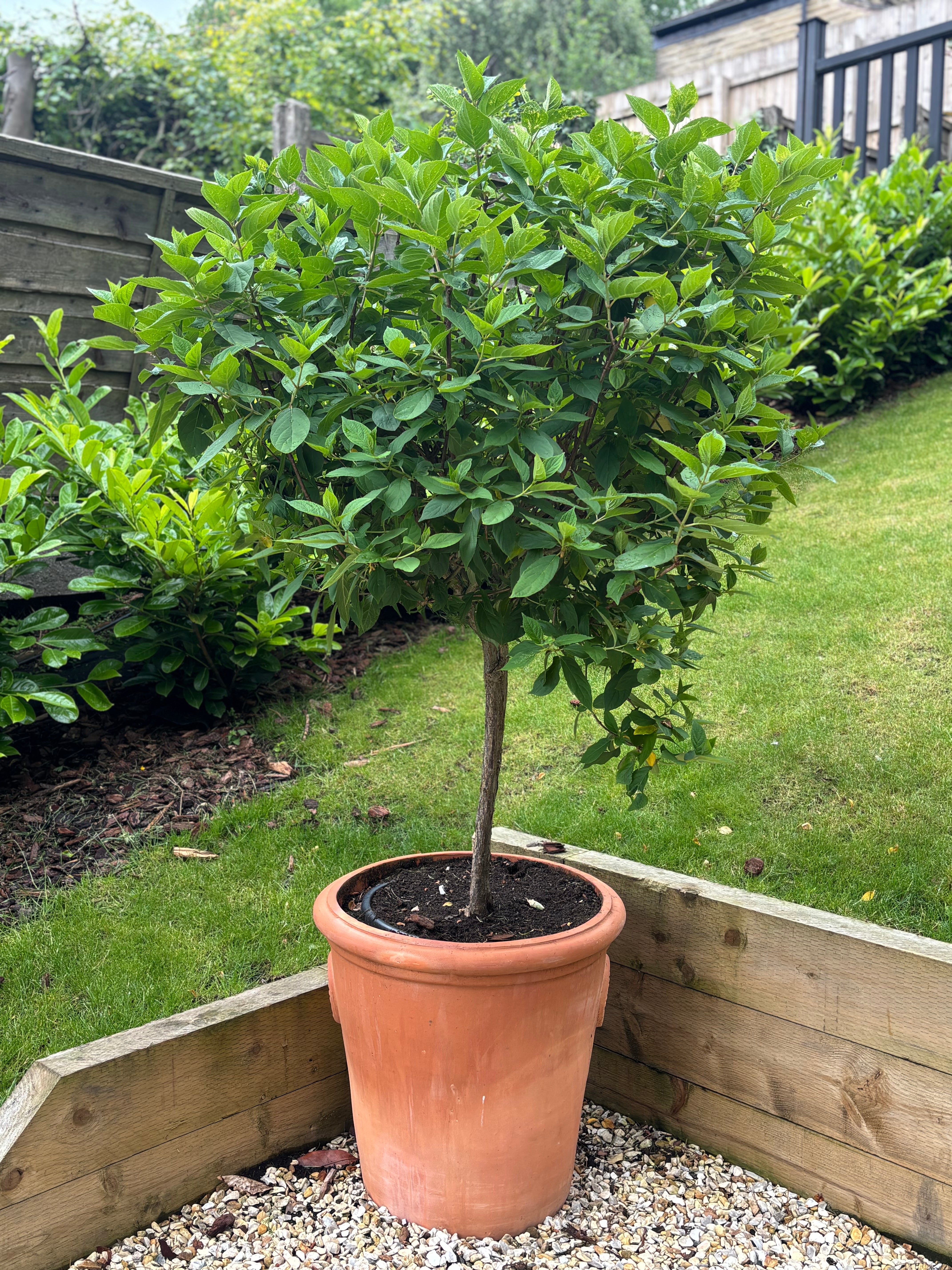 Hydrangea Limelight Tree in Terracotta Pot (150-180cm including the pot) One Click Plants
