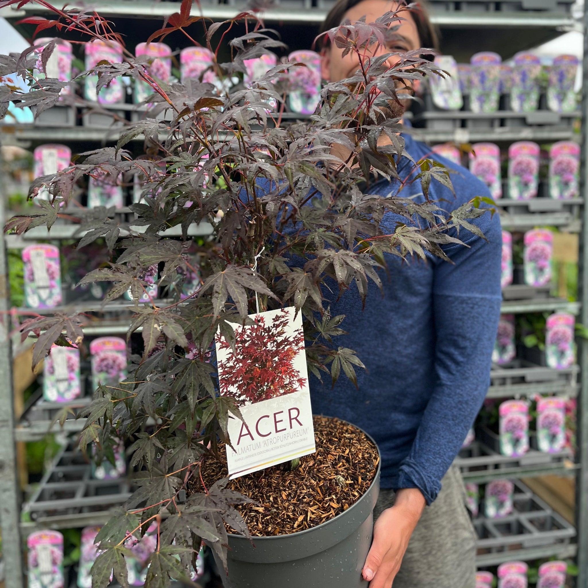 Acer palmatum 'Atropurpureum' 10.5cm-130L 10L (90-100cm inc pot) One Click Plants
