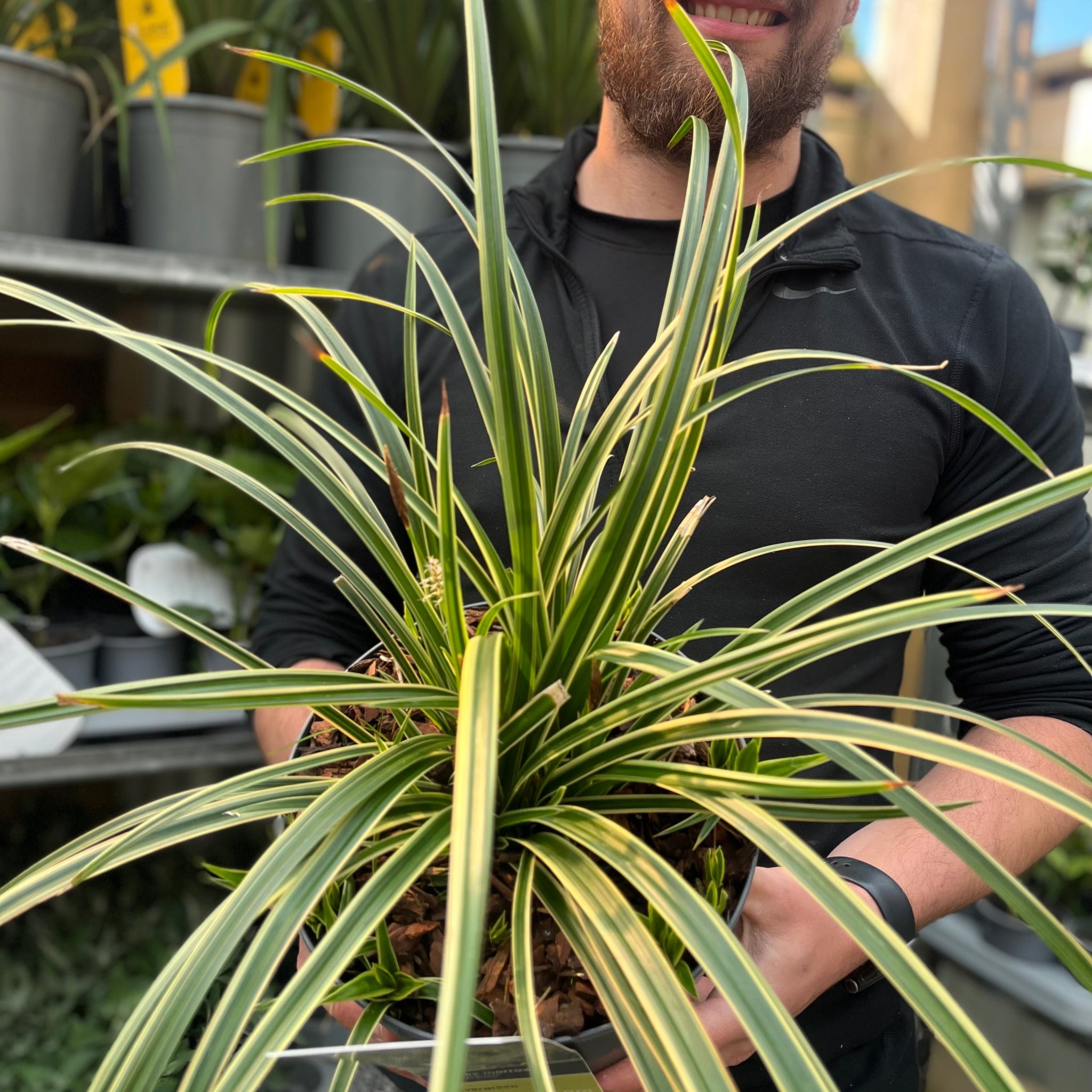 Carex morrowii 'Ice Dance' 3L One Click Plants