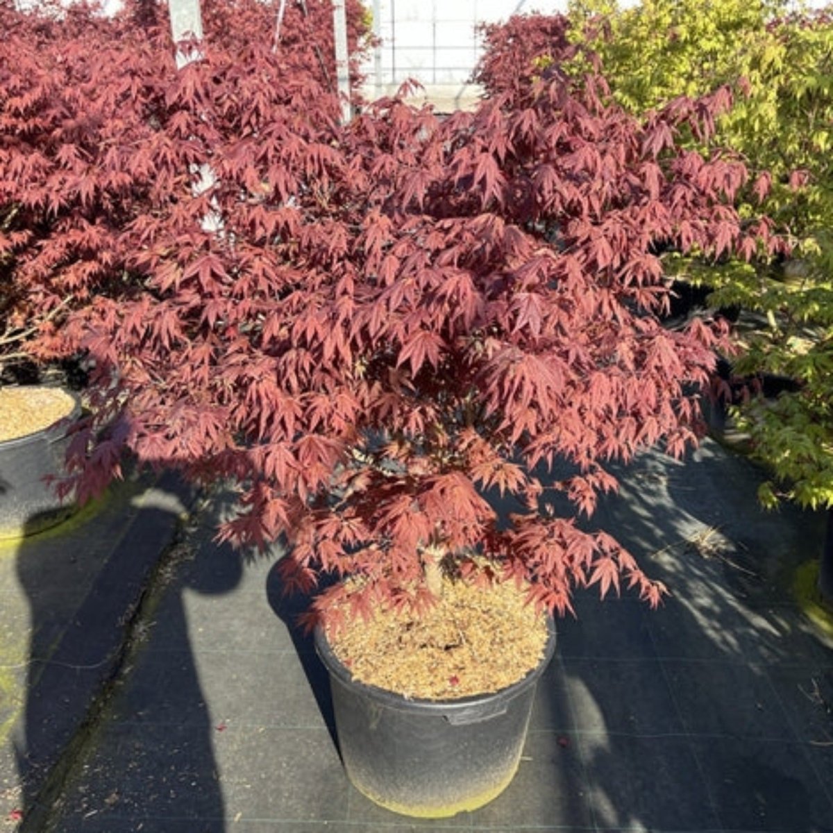 Acer palmatum 'Atropurpureum' 170cm 50L One Click Plants