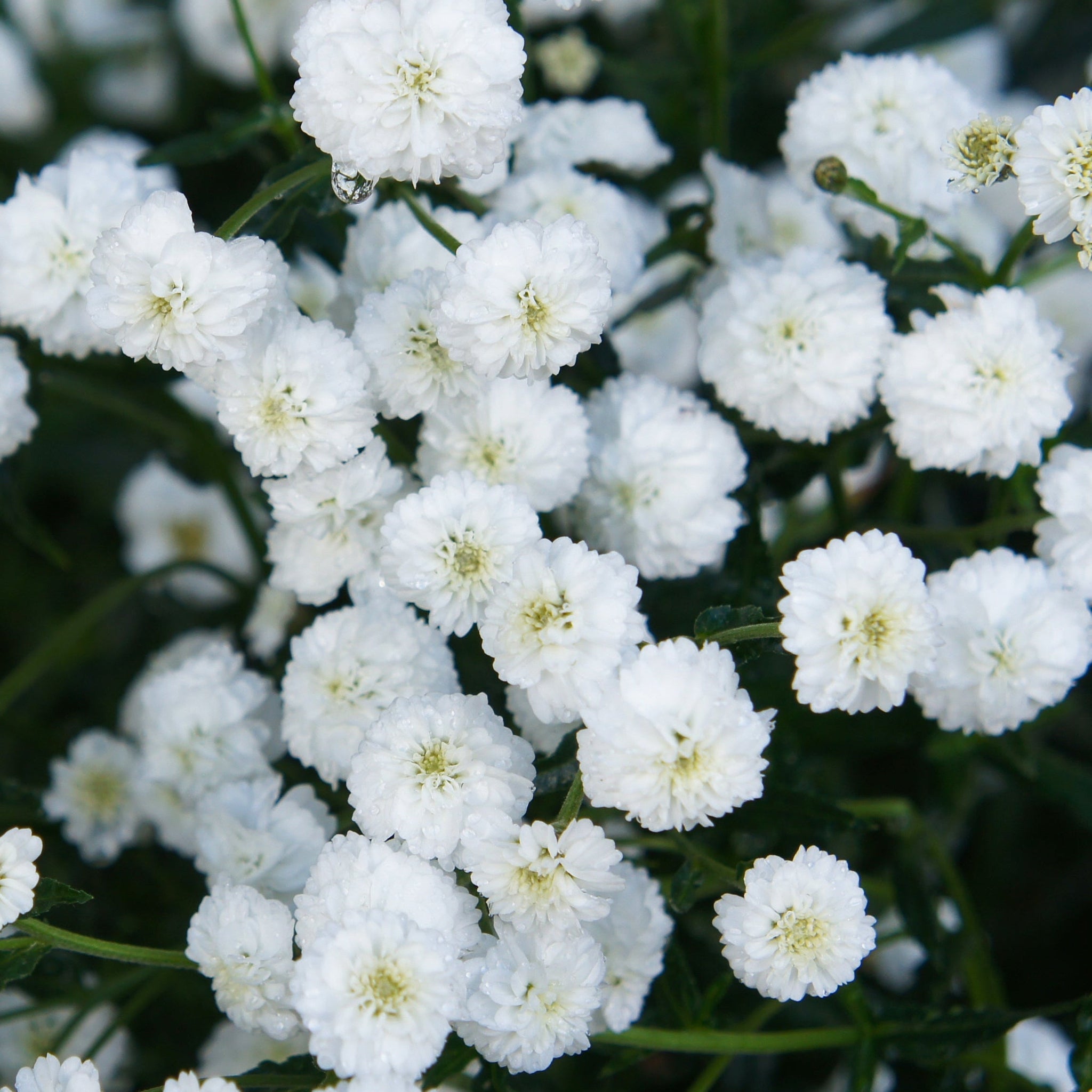 Achillea ptarmica 'The Pearl' 9cm Pot One Click Plants