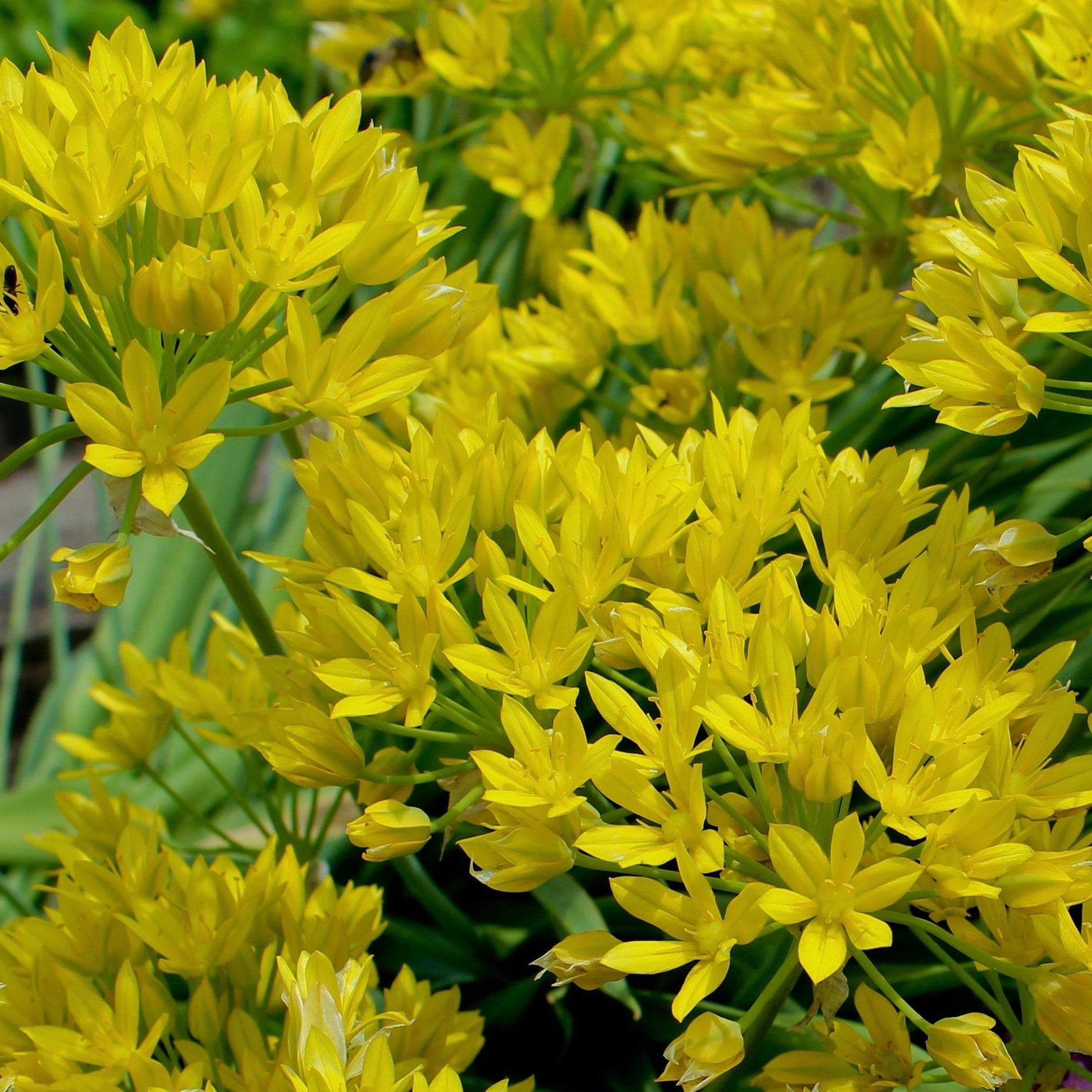 Allium Mixed Bulbs (25 Bulbs) One Click Plants