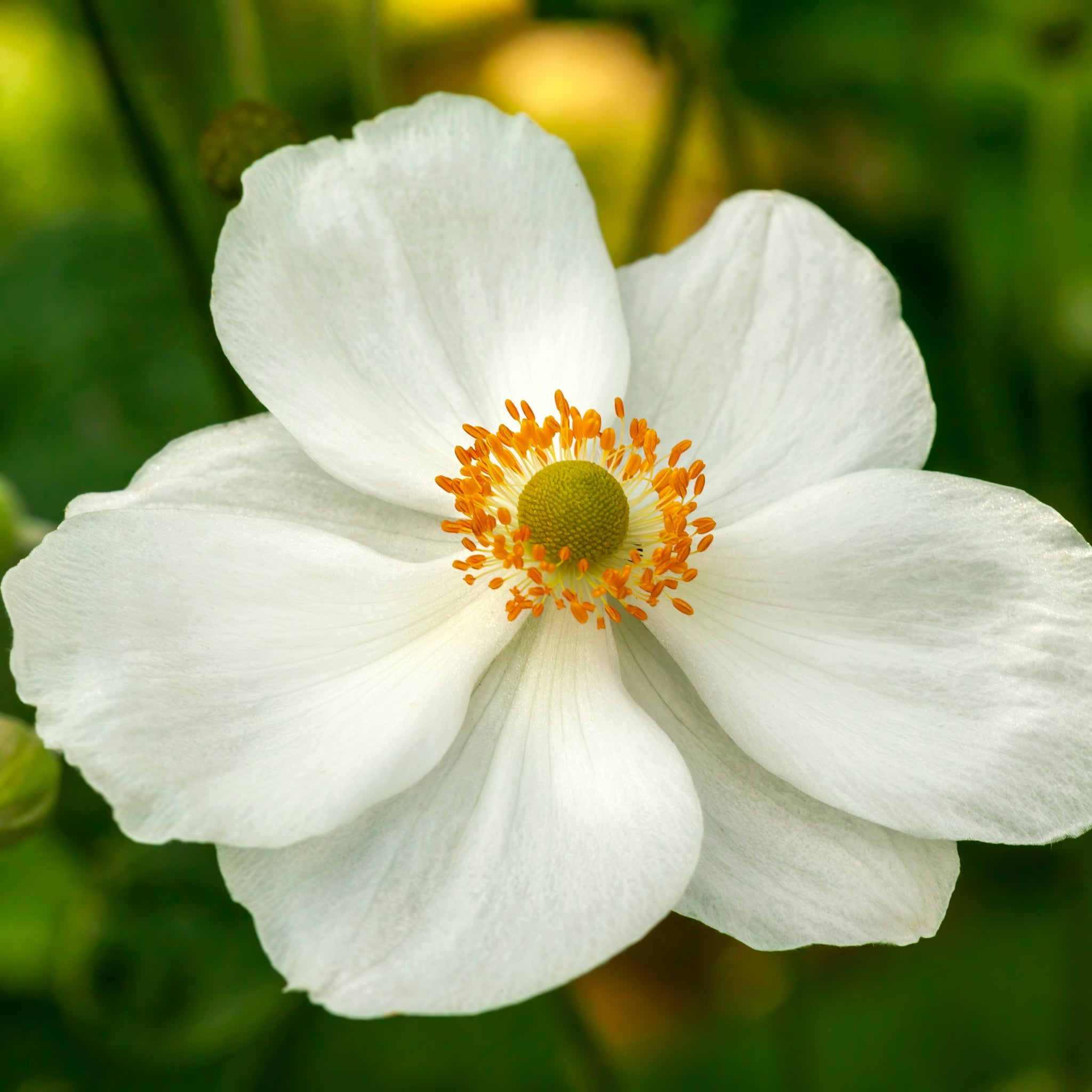 Anemone hybrida Honorine Jobert 9cm - 2L One Click Plants