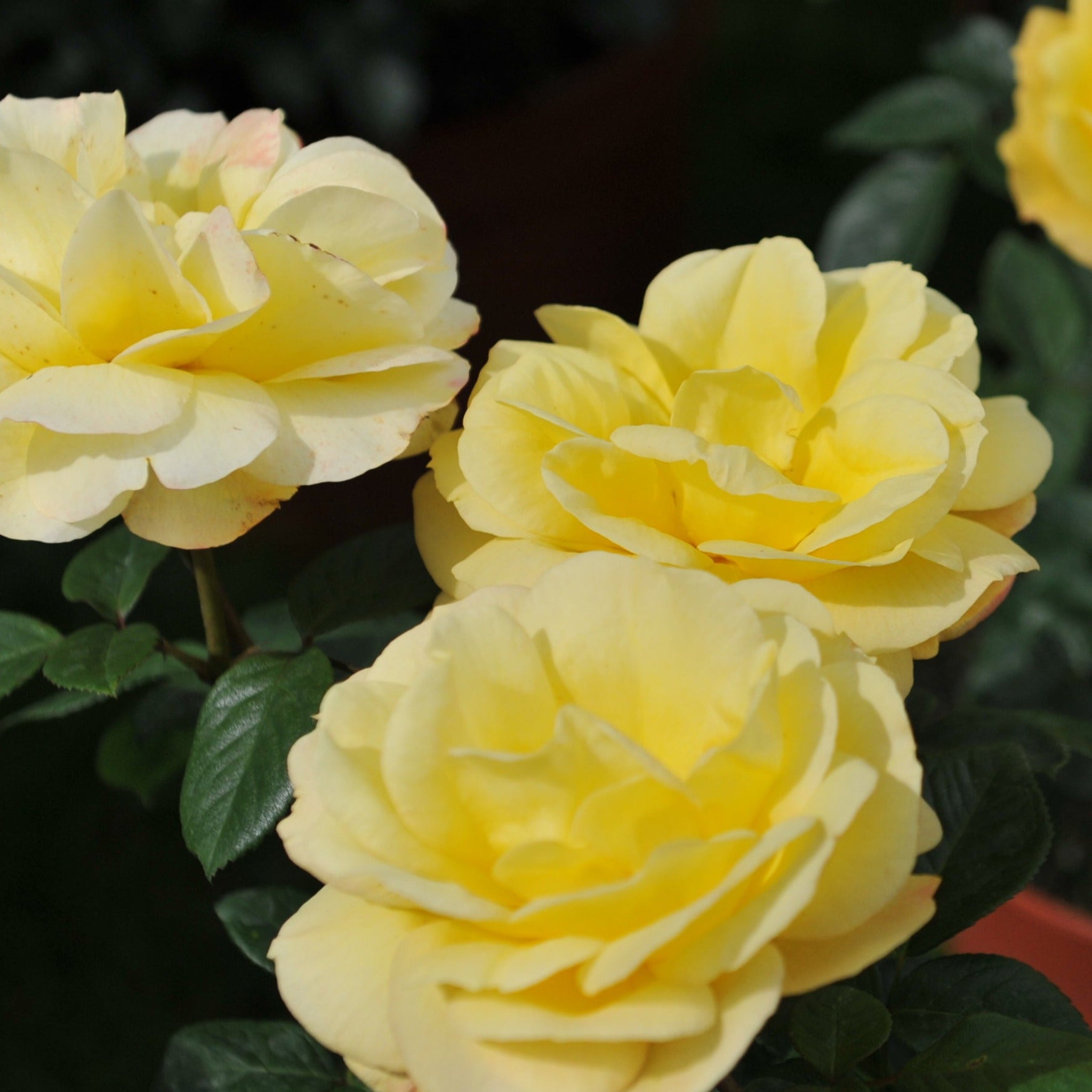 Arthur Bell | Climbing Rose | 4L Potted Rose One Click Plants
