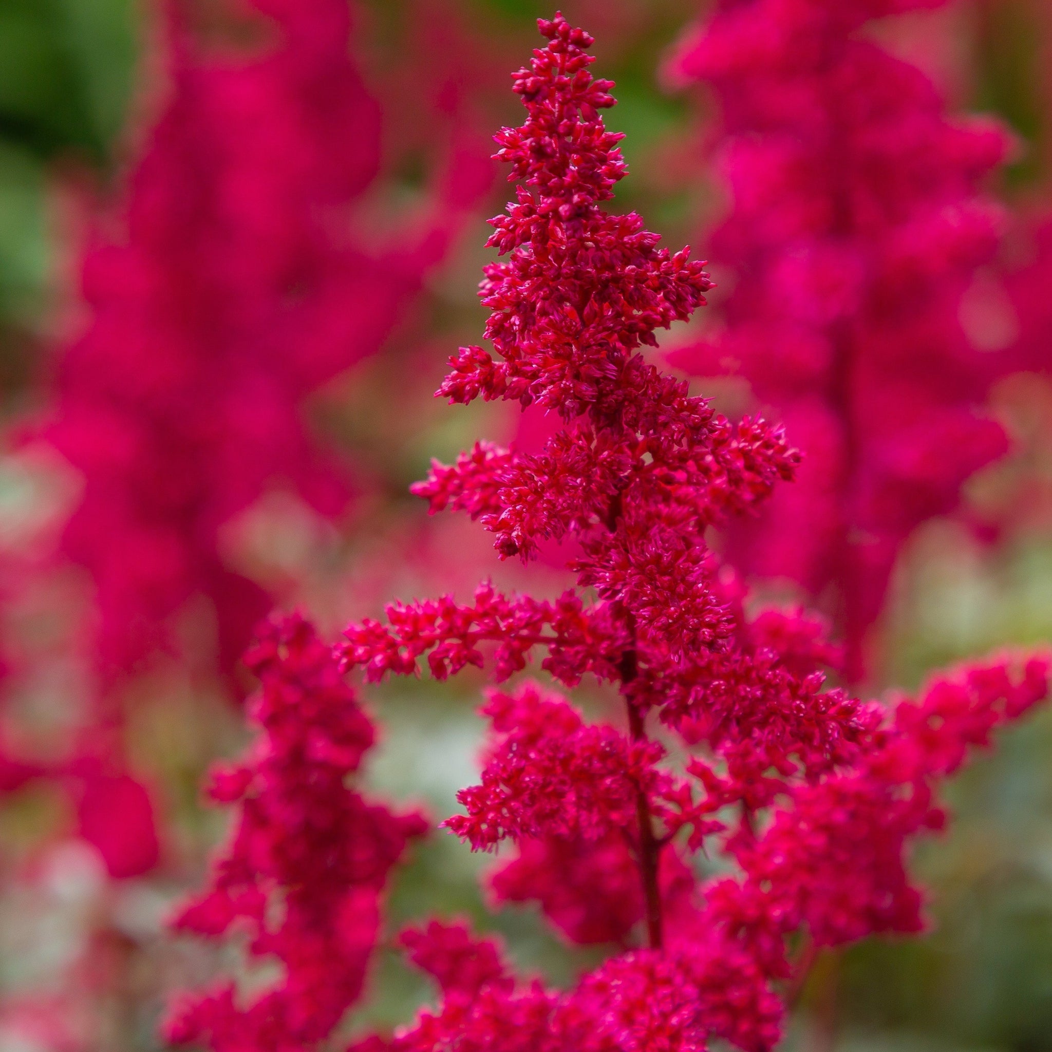 Astilbe arendsii Rose 9cm / 2L One Click Plants
