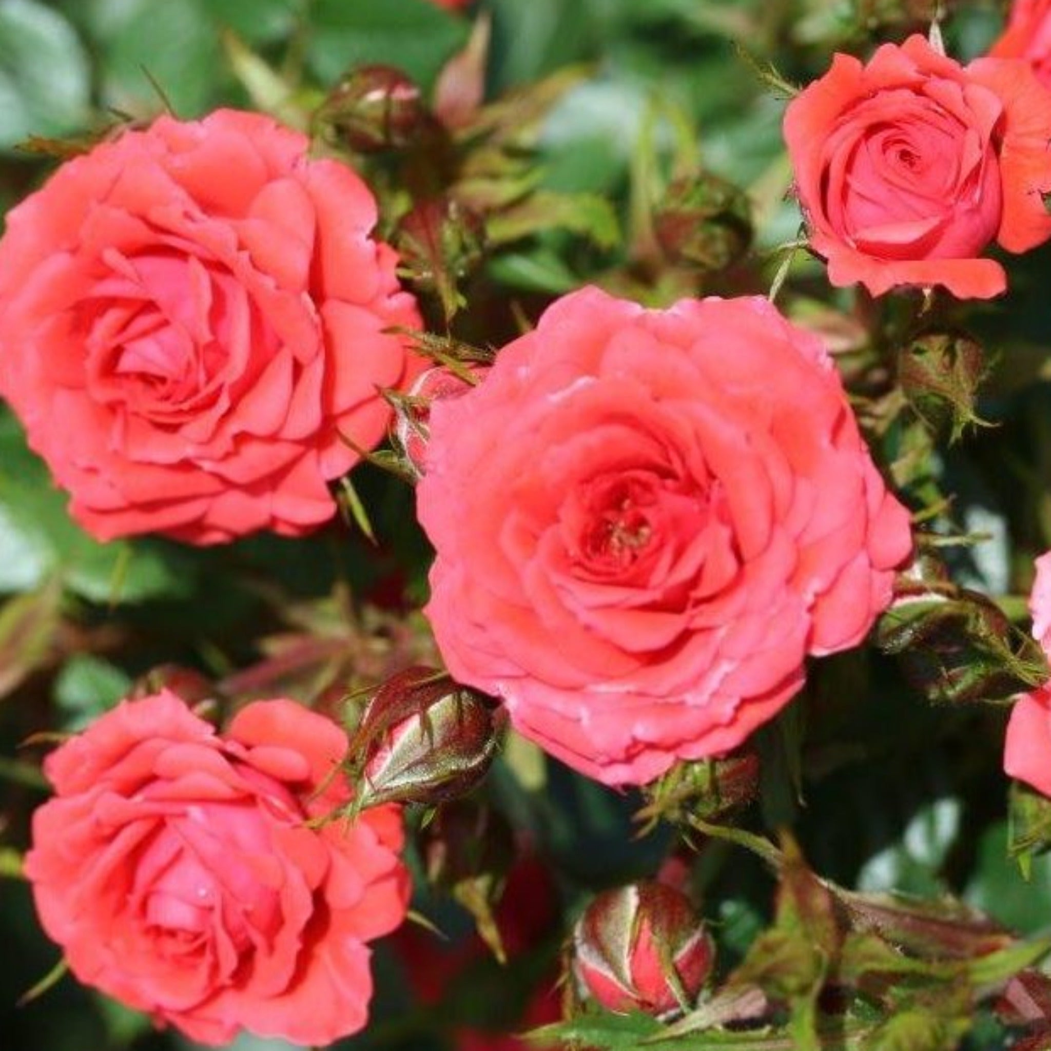 Rose Birthday Wishes | Patio Rose | 4L Potted One Click Plants