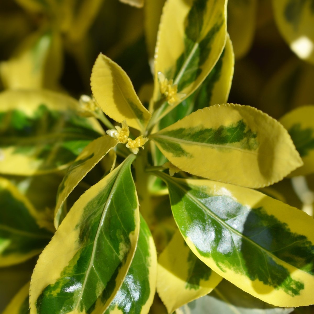 Euonymus japonicus 'Bravo' 9cm / 3L One Click Plants