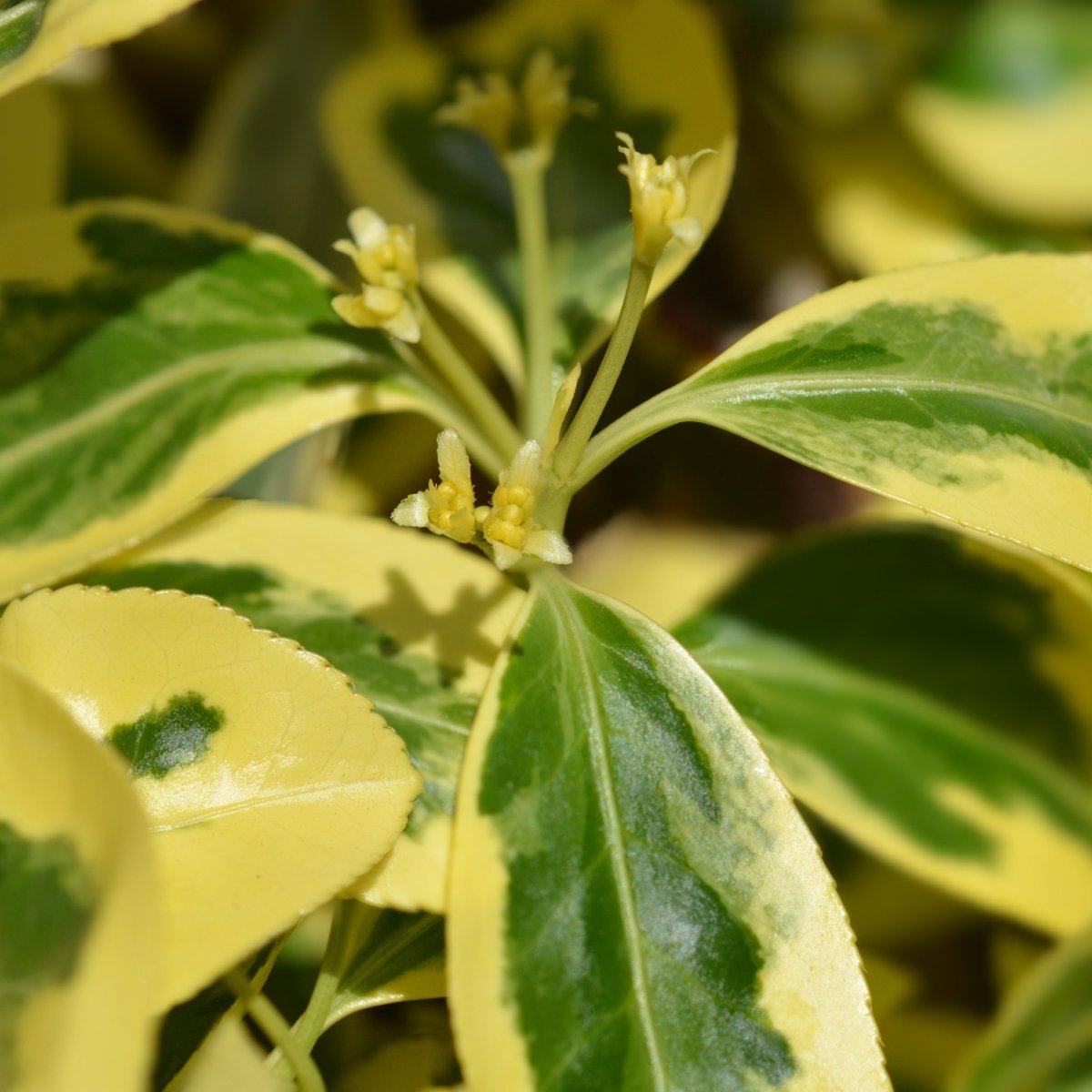 Euonymus japonicus 'Bravo' 9cm / 3L One Click Plants