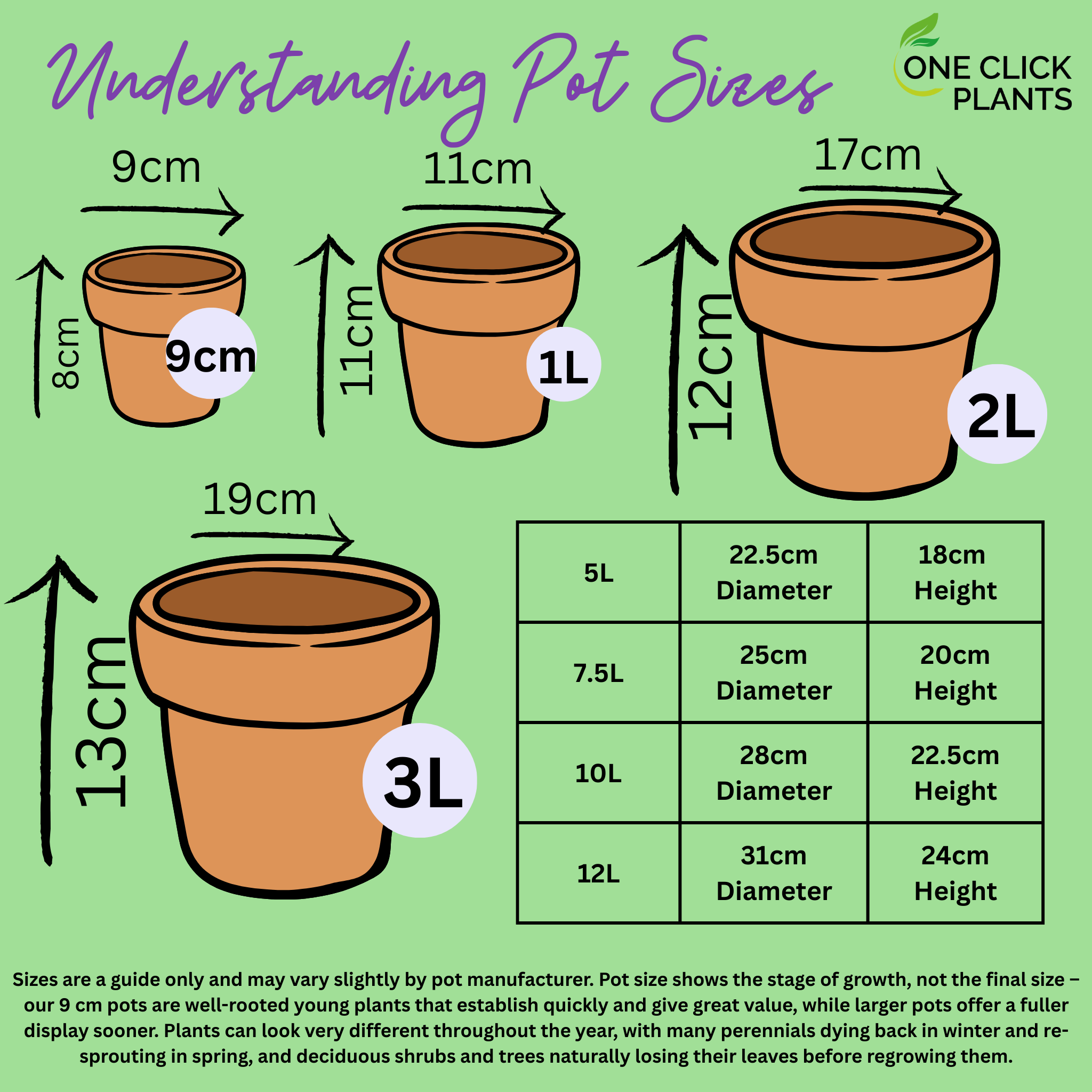 Euphorbia Robbiae 9cm/2L Pot One Click Plants