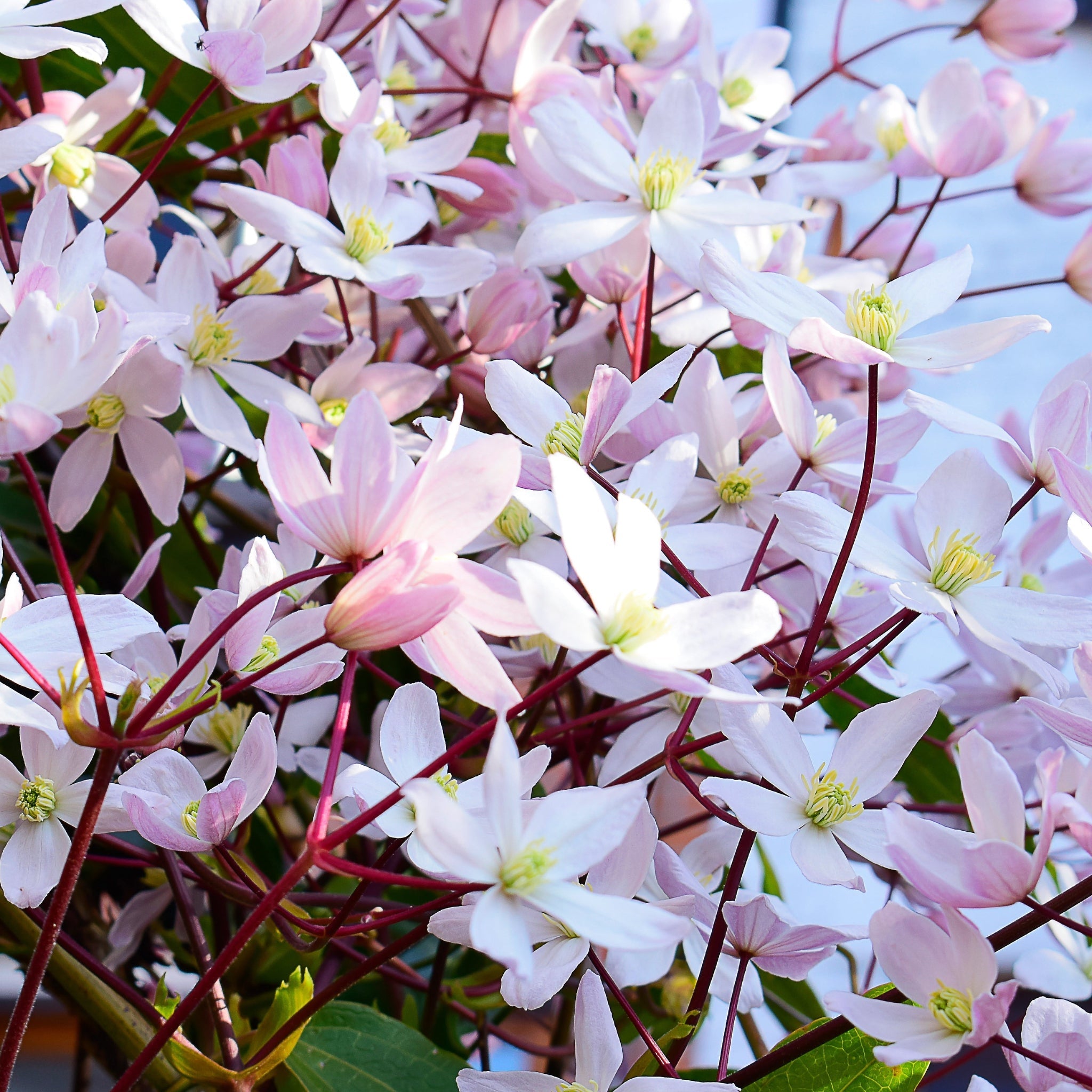 Clematis armandii - Apple Blossom 100cm (Evergreen and Fragrant) One Click Plants