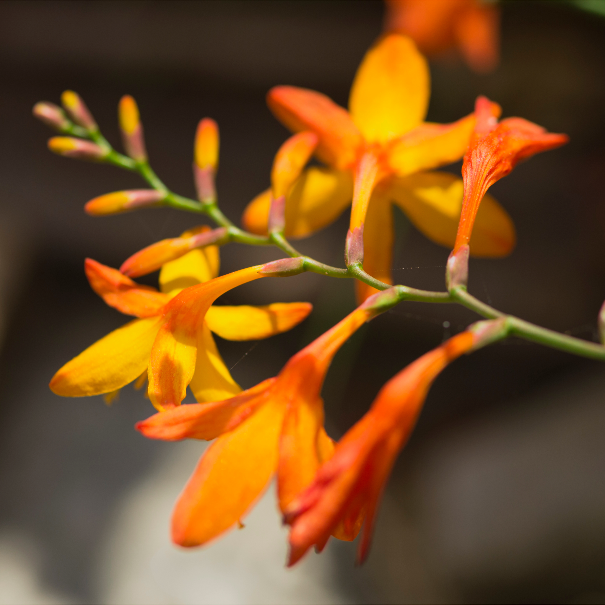 Crocosmia x crocosmiiflora 'Emily Mckenzie' 9cm/2L One Click Plants