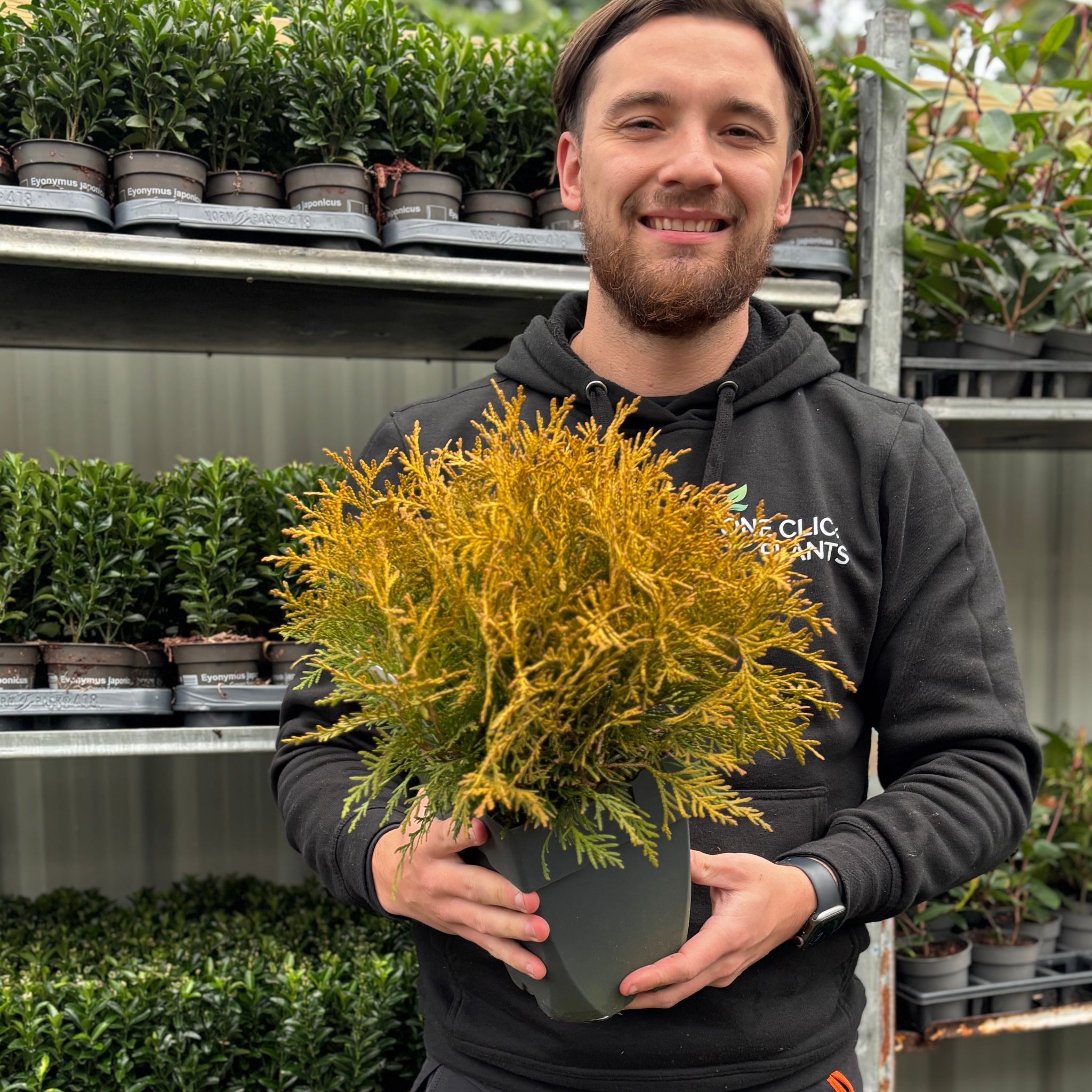 Thuja occidentalis 'Golden Globe' 9cm / 2L One Click Plants