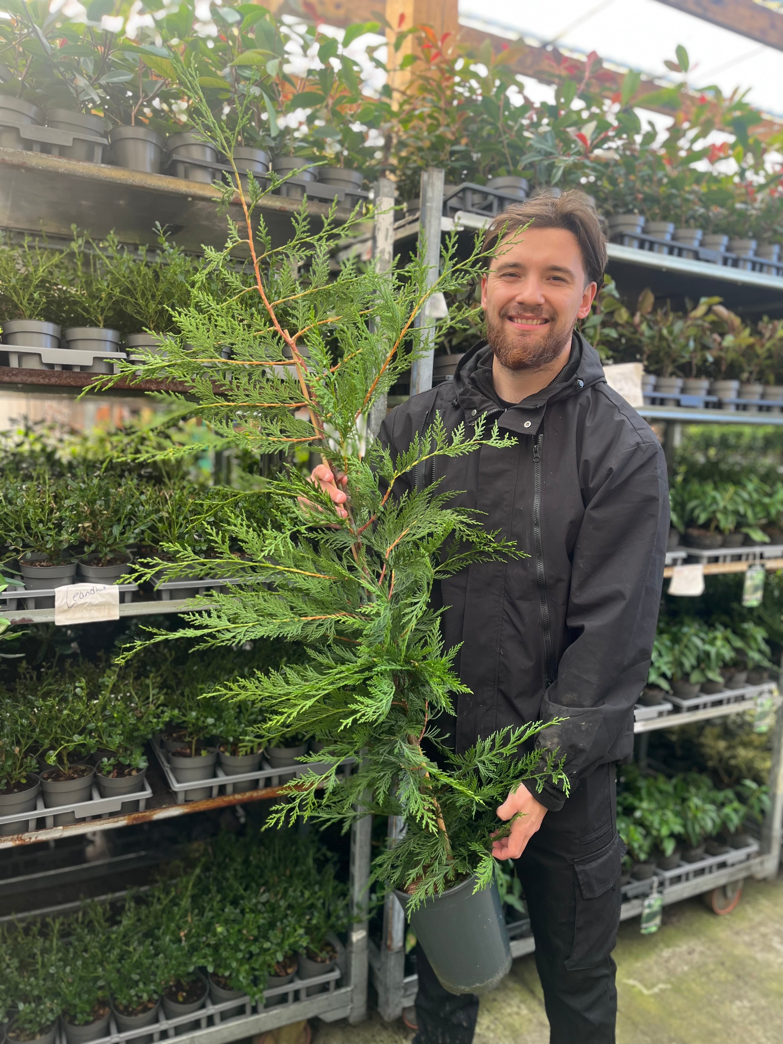 Potted Green Leylandii Hedging Conifers (Multi-buy Offers Available) One Click Plants