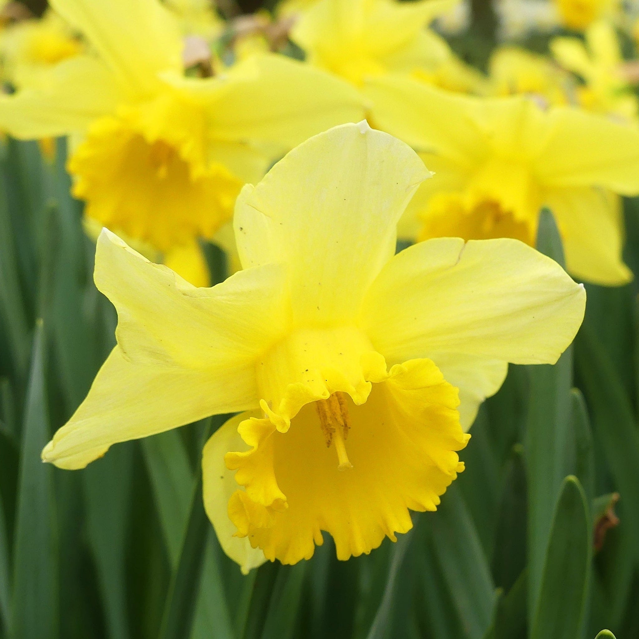 Daffodil 'Carlton' (7 Bulbs) One Click Plants