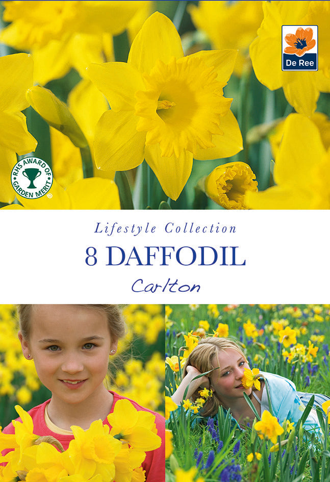Daffodil 'Carlton' (7 Bulbs) One Click Plants