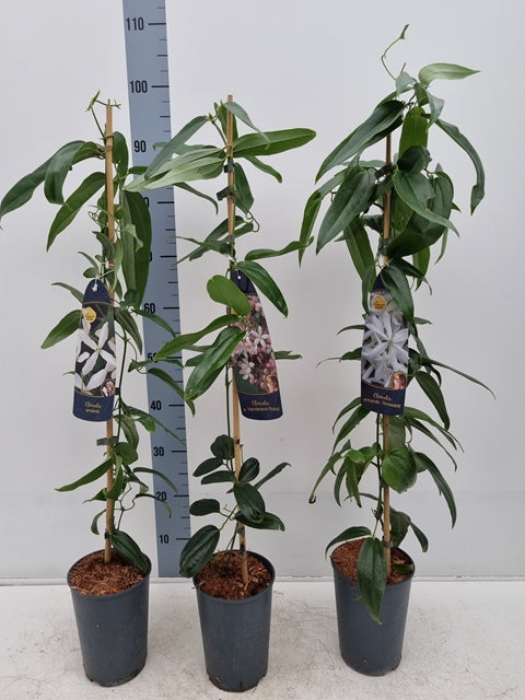 Clematis armandii - Apple Blossom 100cm (Evergreen and Fragrant) One Click Plants