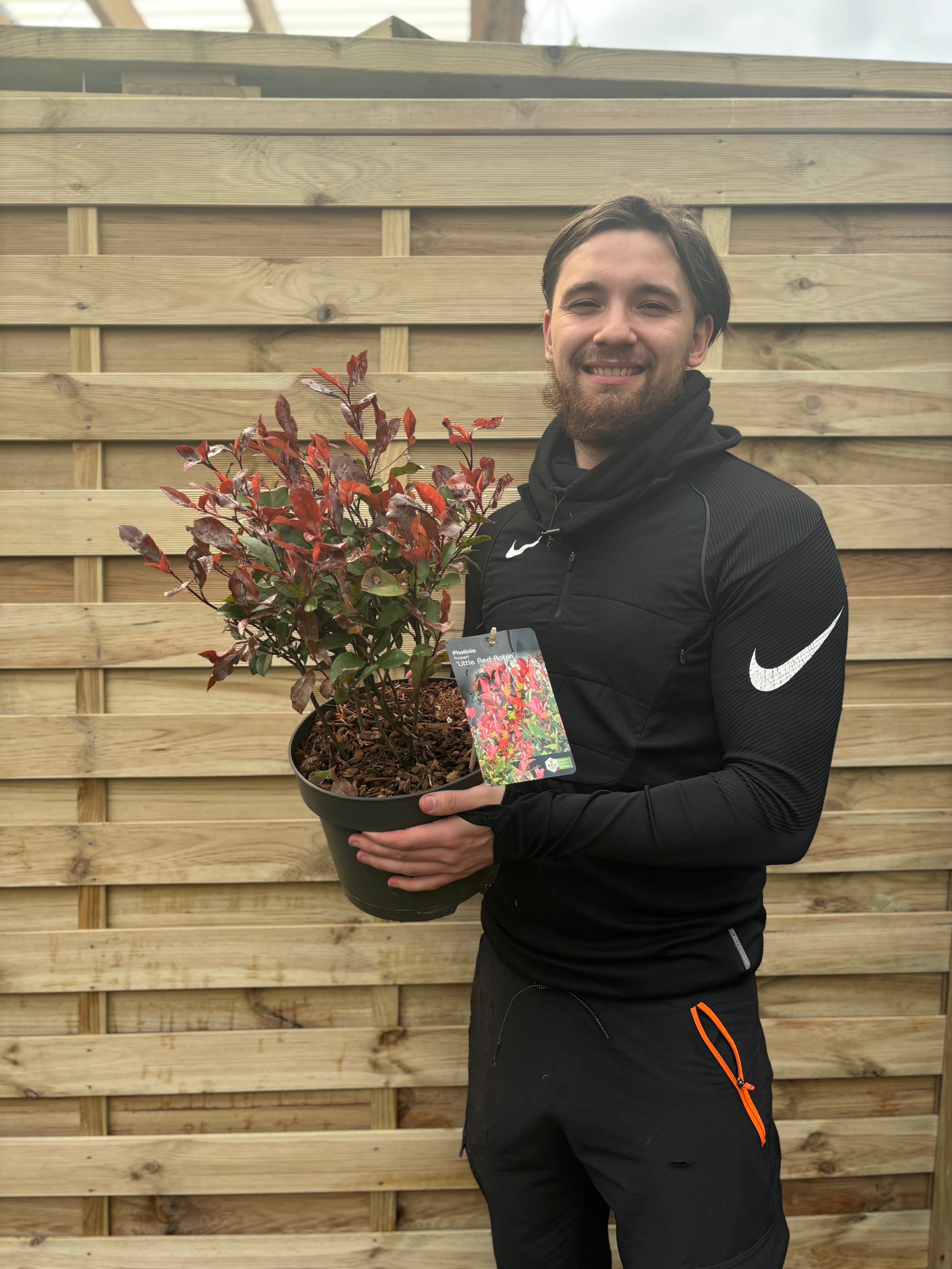 Photinia 'Little Red Robin' 9cm - 5L 5L (50-60cm including pot) One Click Plants