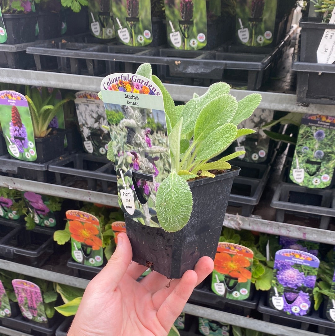 Stachys lanata 9cm / 2L One Click Plants
