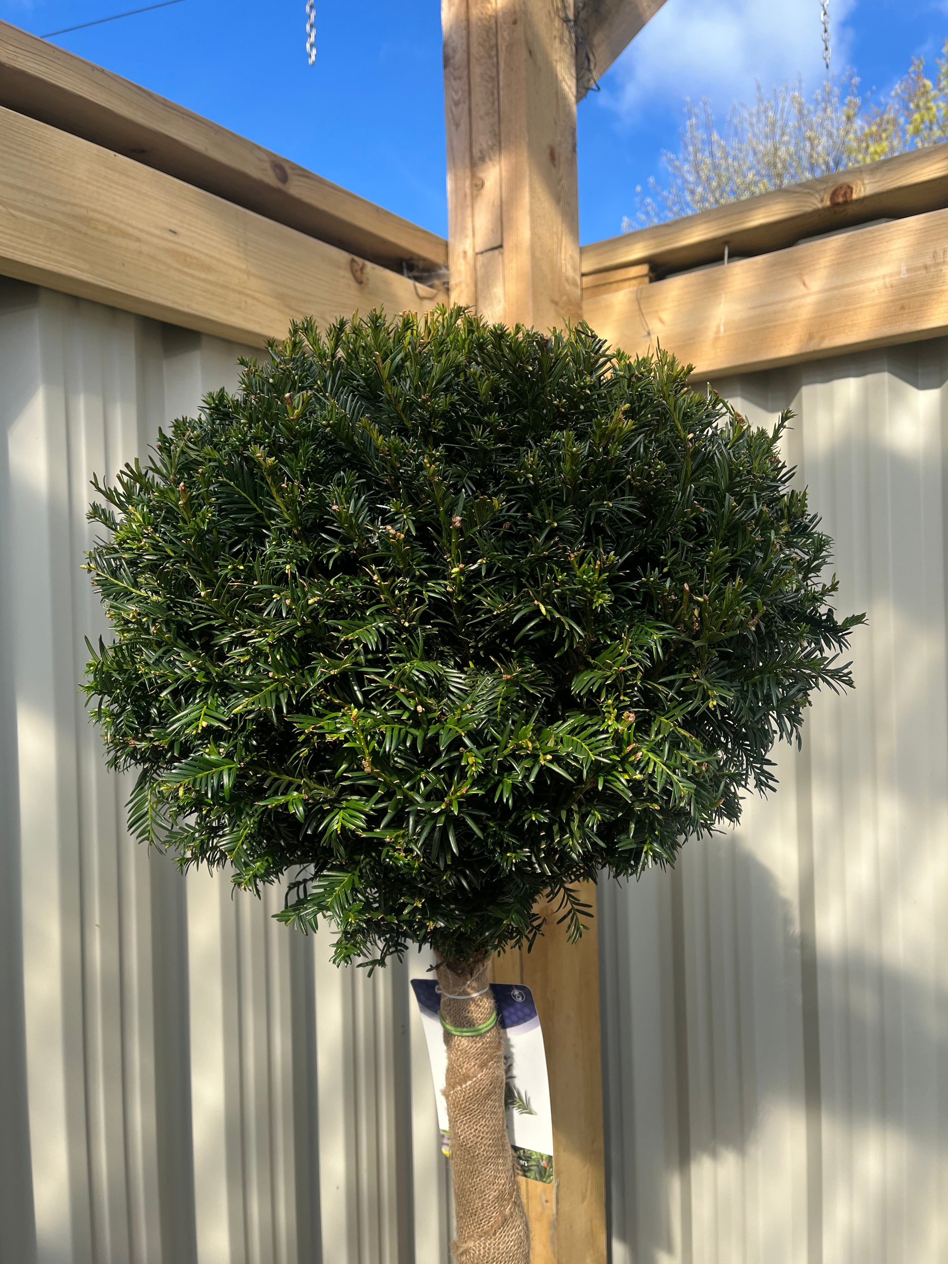 Yew Ball on Stem - Taxus Baccata 45L 170-180cm (STEM 80cm) One Click Plants