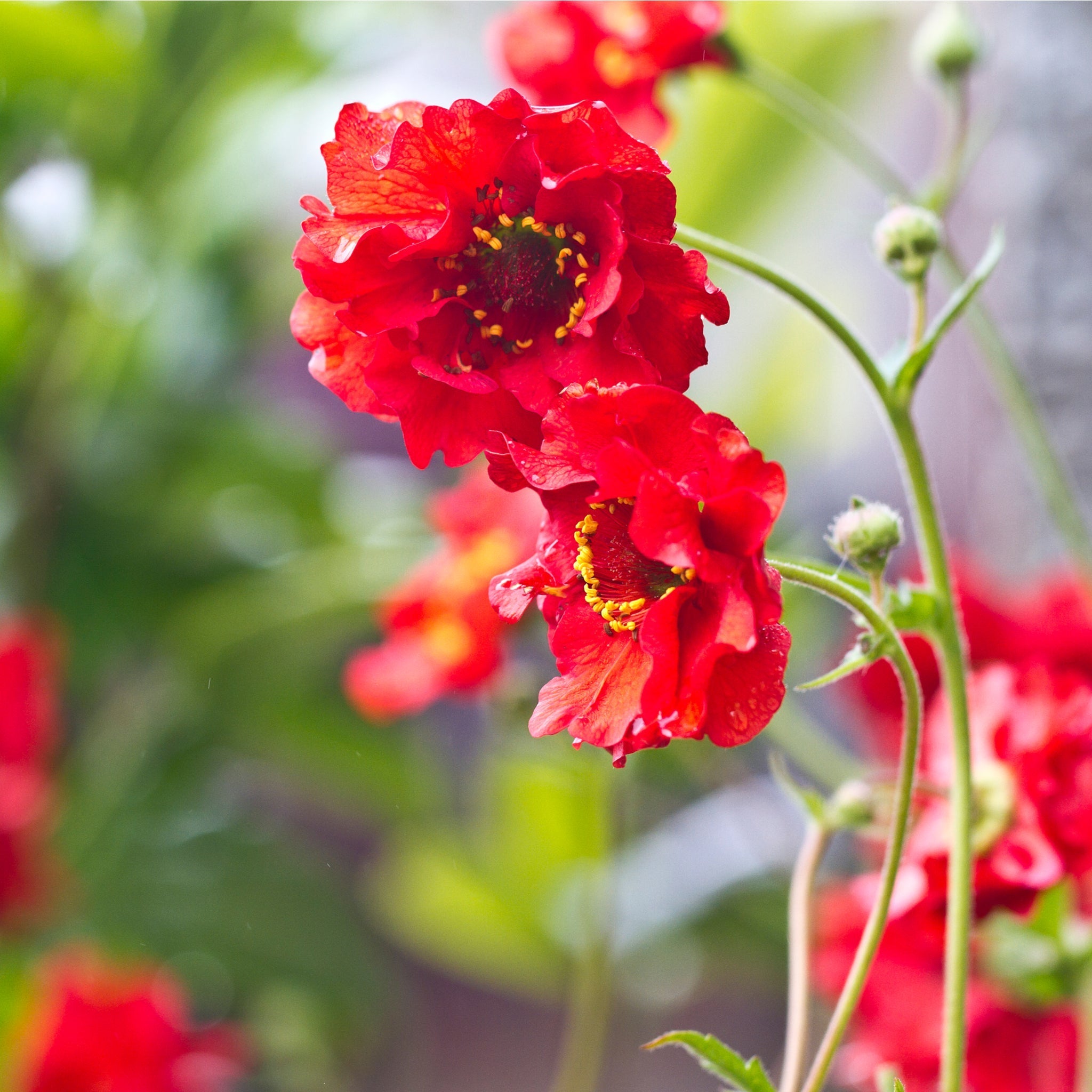 Geum 'Mrs Bradshaw' 9cm/1.5L/3L Pot One Click Plants