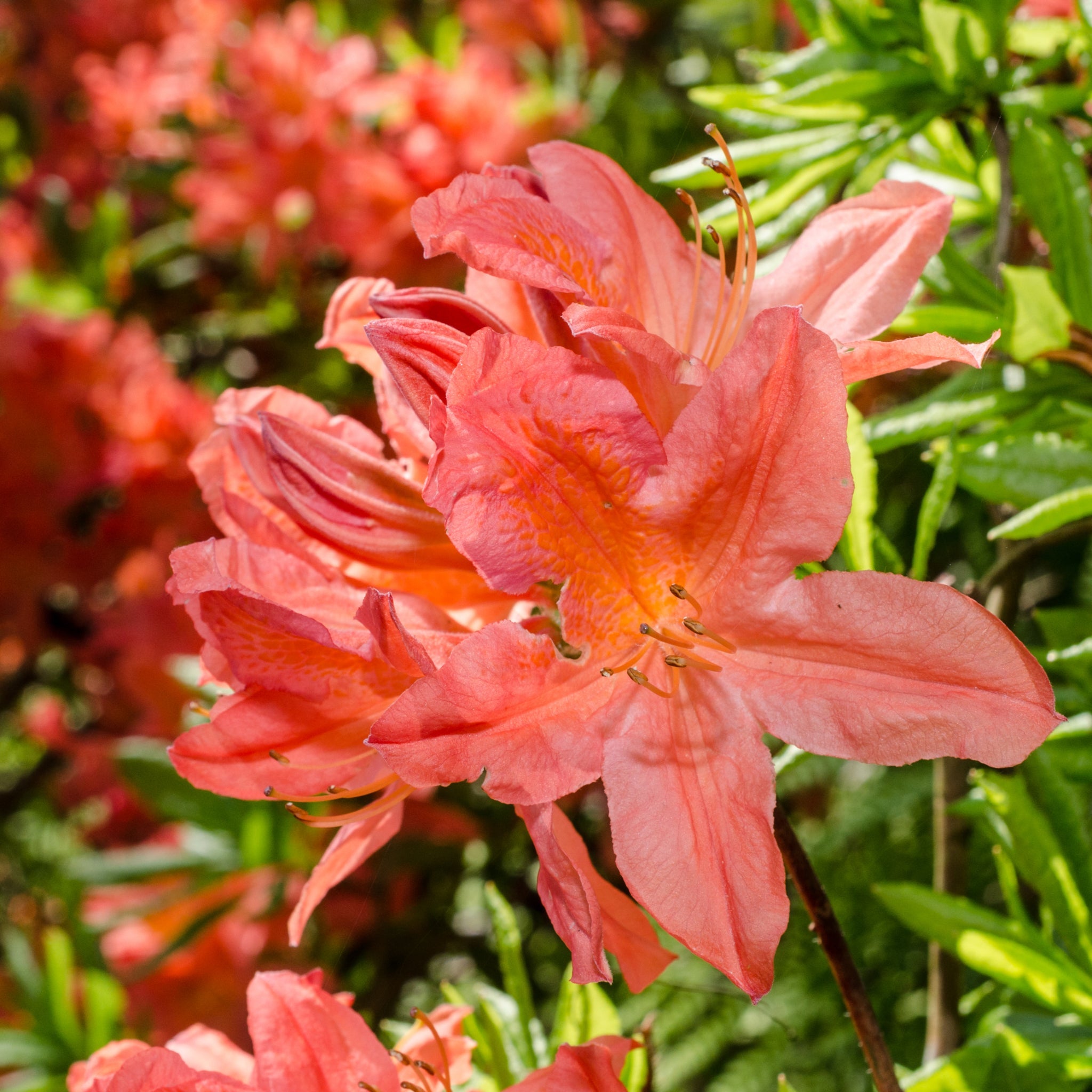Azalea knaphill 'Hotspur Red' 2L / 5L One Click Plants