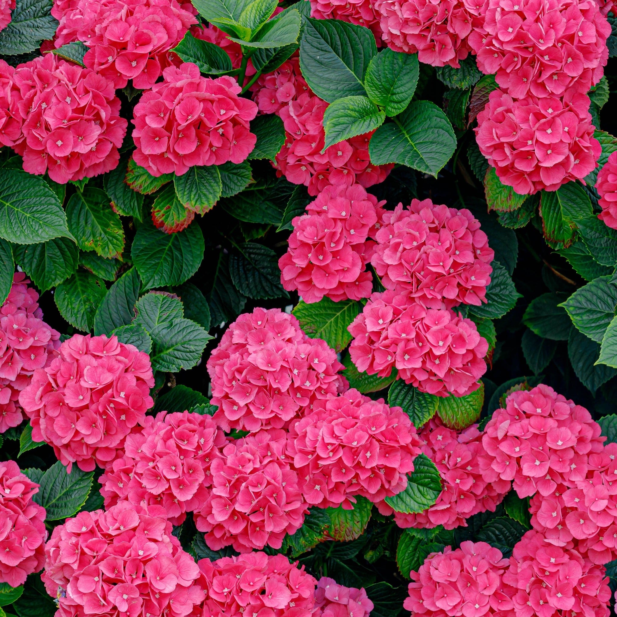 Hydrangea macrophylla 'Red Ball' ( 4 Sizes available) One Click Plants