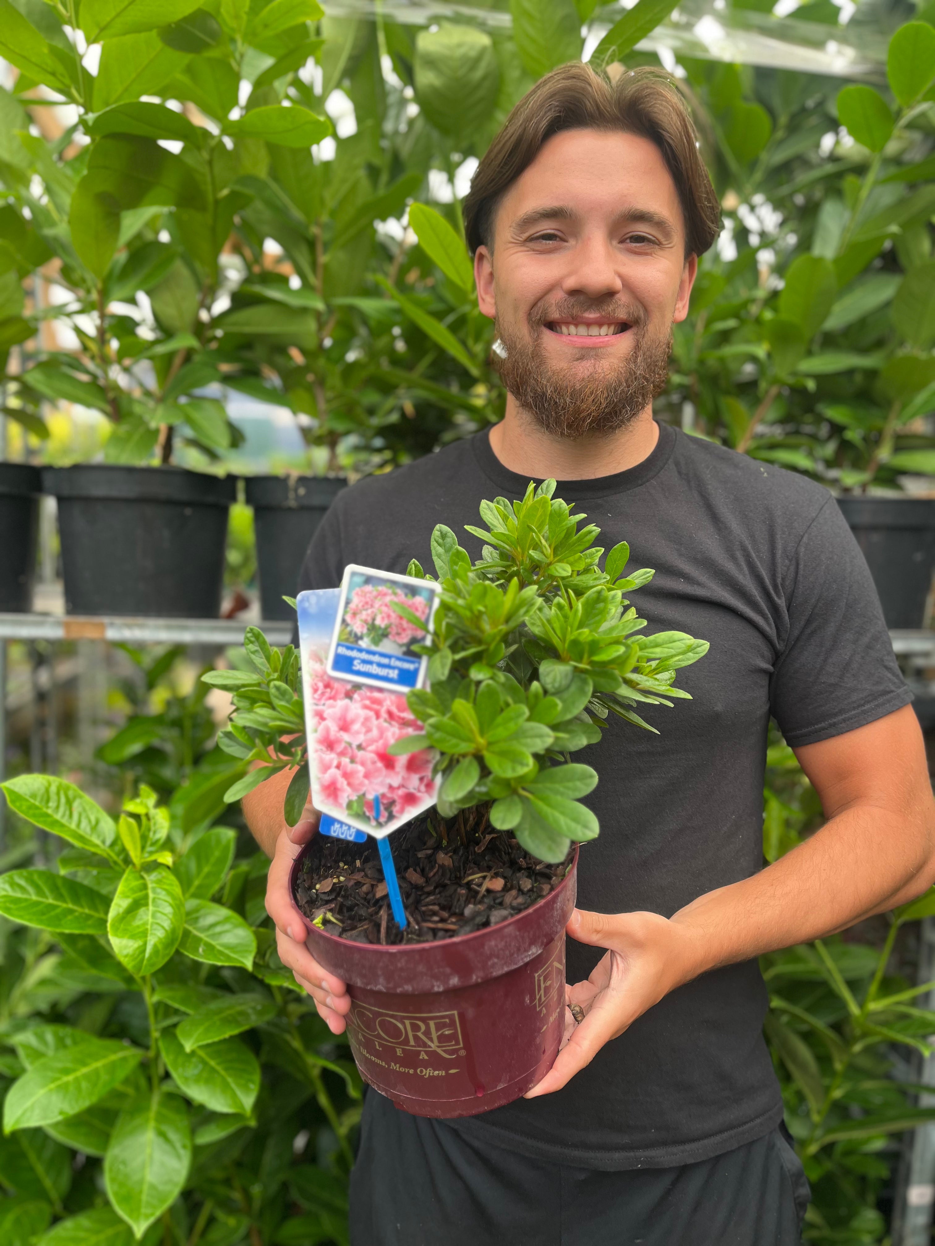 Azalea Encore 'Sunburst' 3L One Click Plants