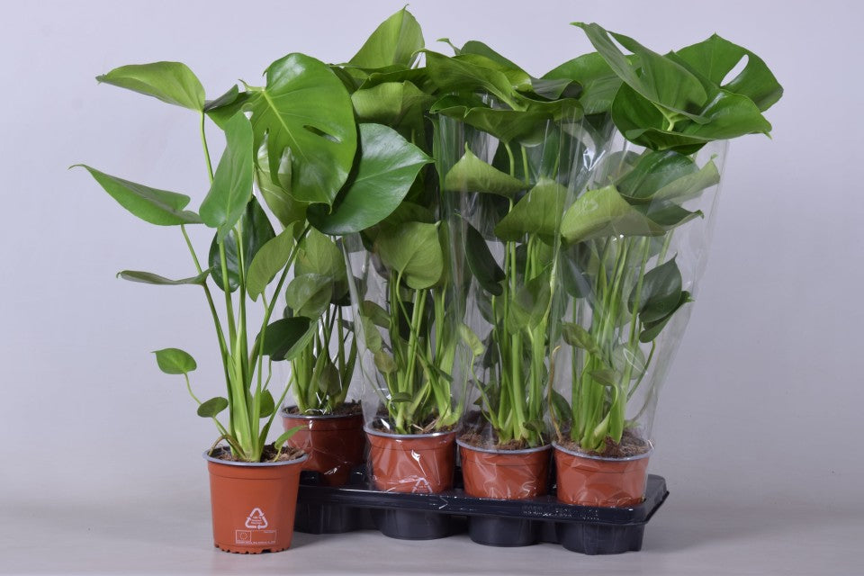Monstera Deliciosa (Swiss Cheese) (50-60cm) One Click Plants