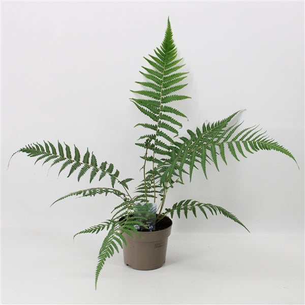 Dicksonia antarctica 'Tree Fern' 1/2/5L 1L (20-30cm including the pot) One Click Plants