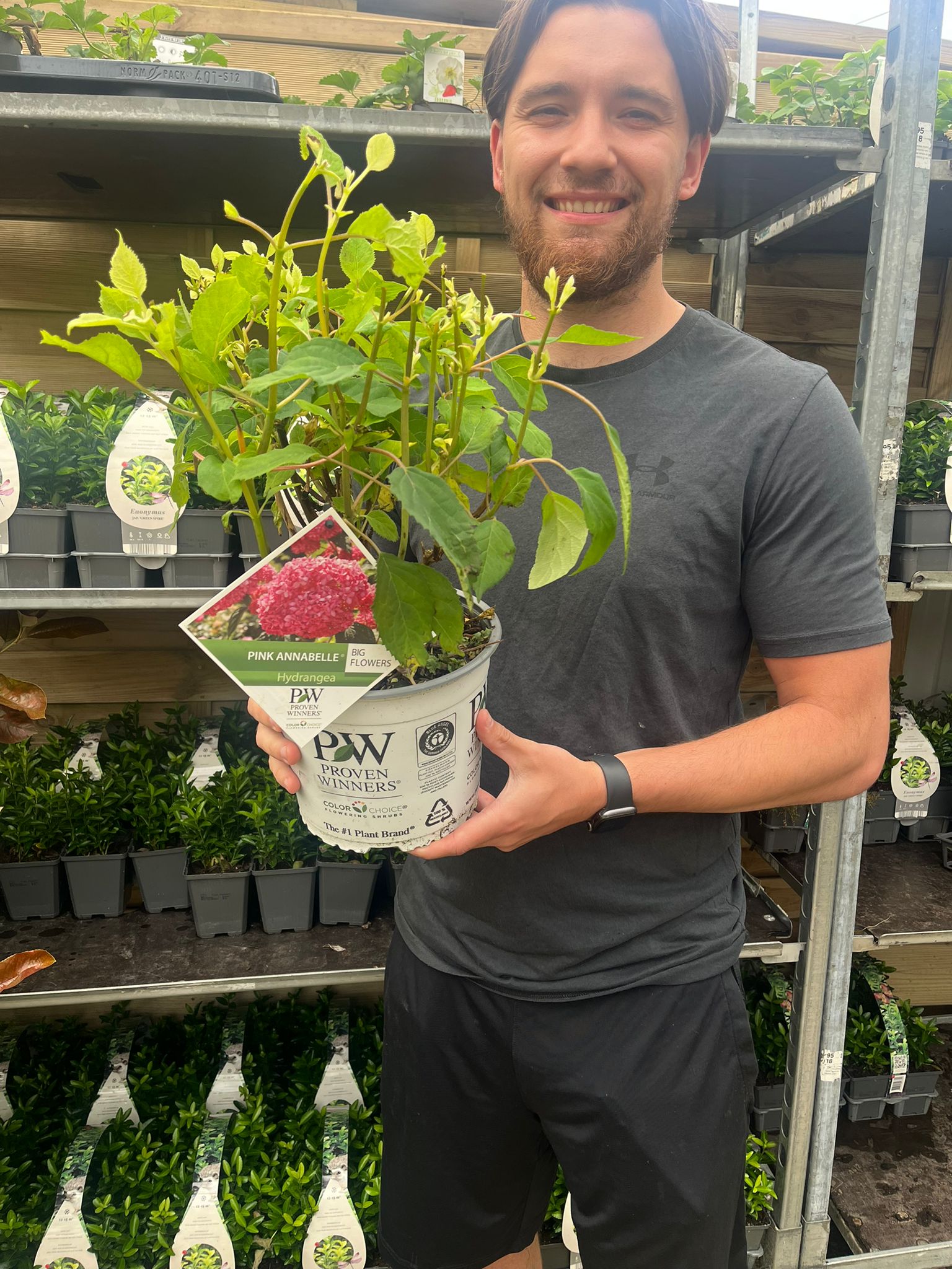 Hydrangea arborescens 'Strong Annabelle Pink' 3L One Click Plants