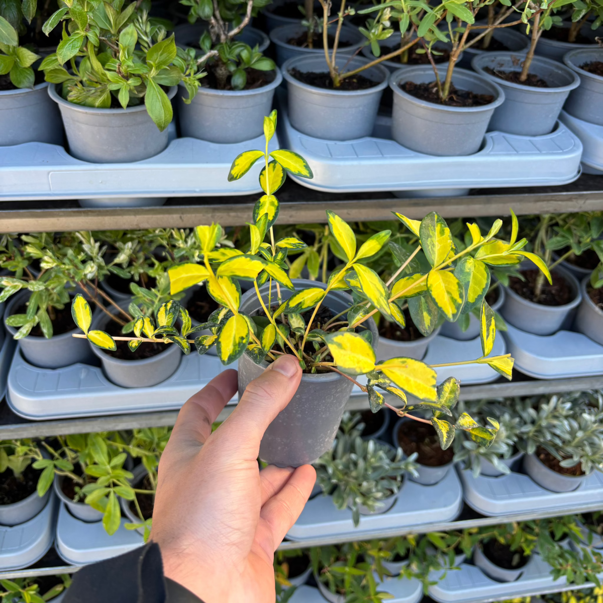 Vinca minor 'illumination' (periwinkle) 9cm One Click Plants