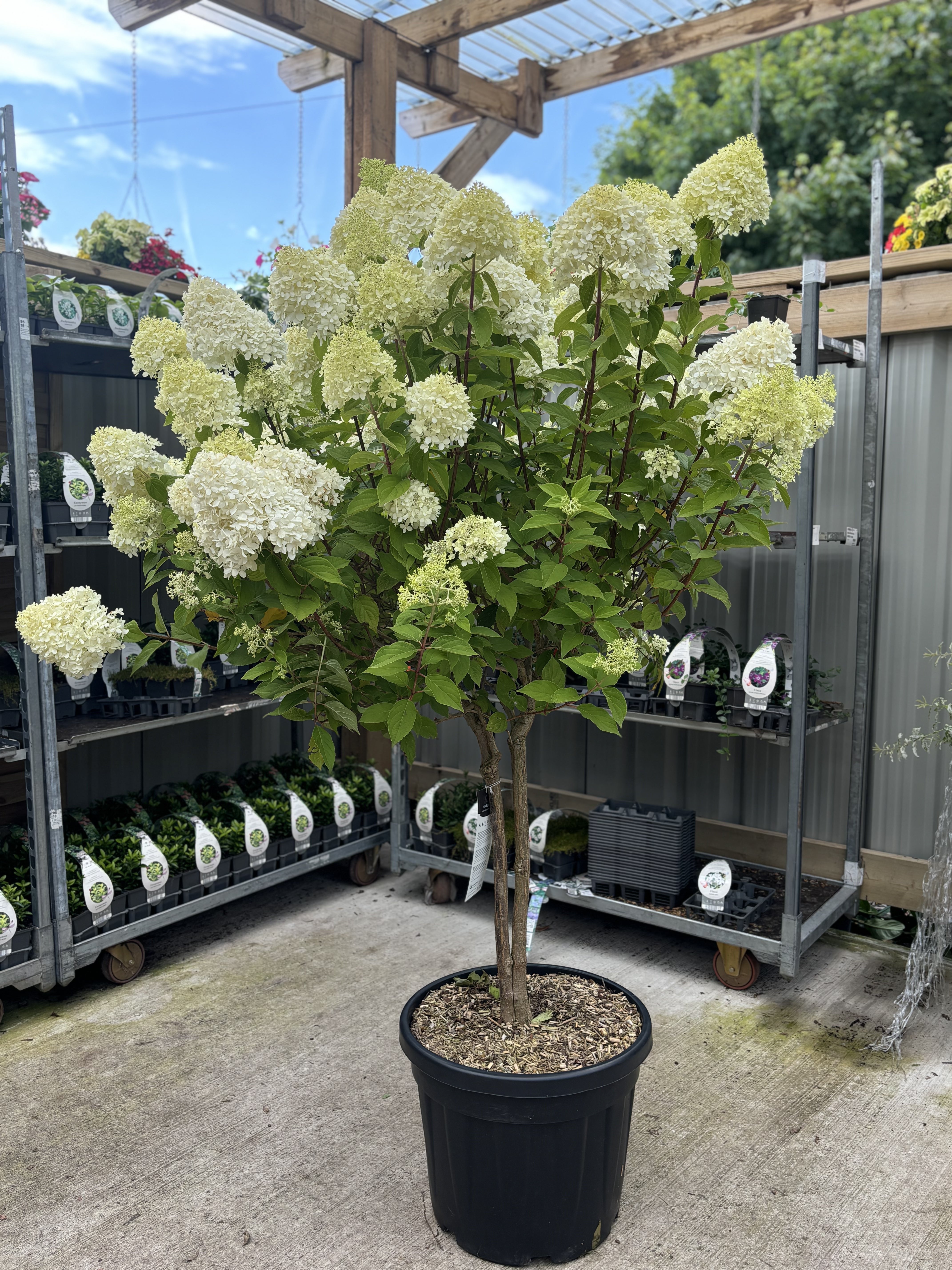 Hydrangea Limelight Tree in Terracotta Pot (150-180cm including the pot) One Click Plants